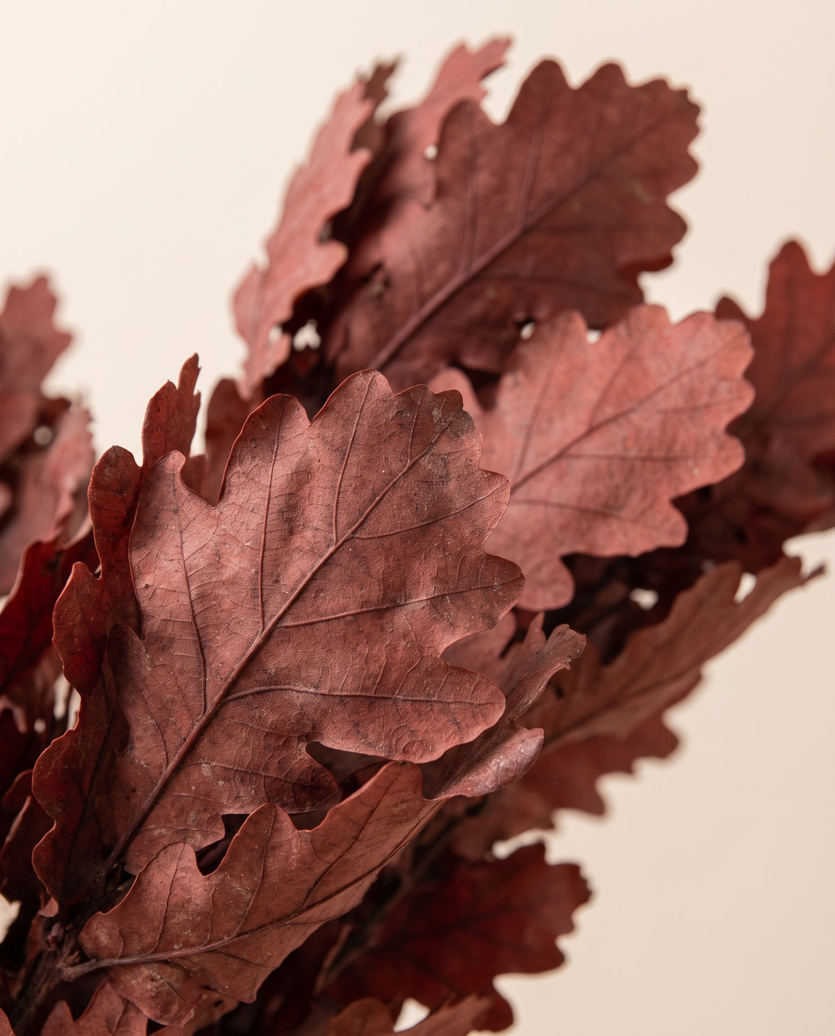 Detalle de cerca de hojas de roble preservadas (quercus) granate