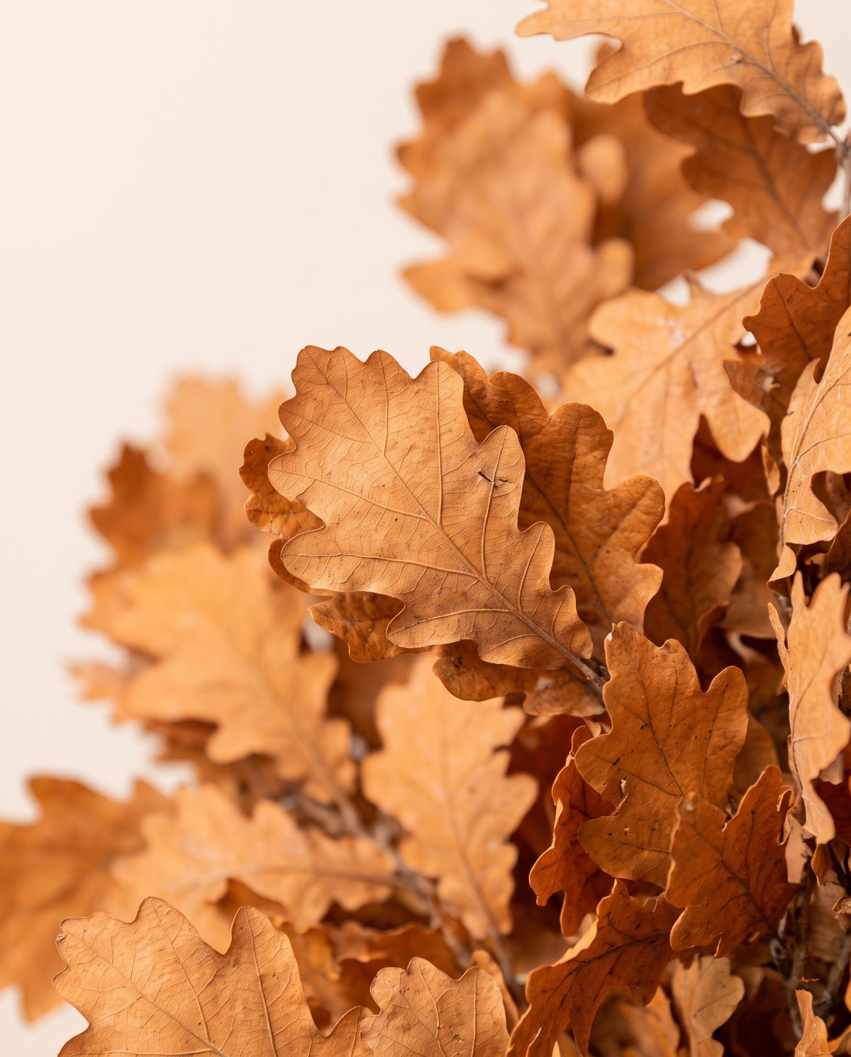 Detalle de cerca de hojas de roble preservadas (quercus) naranja