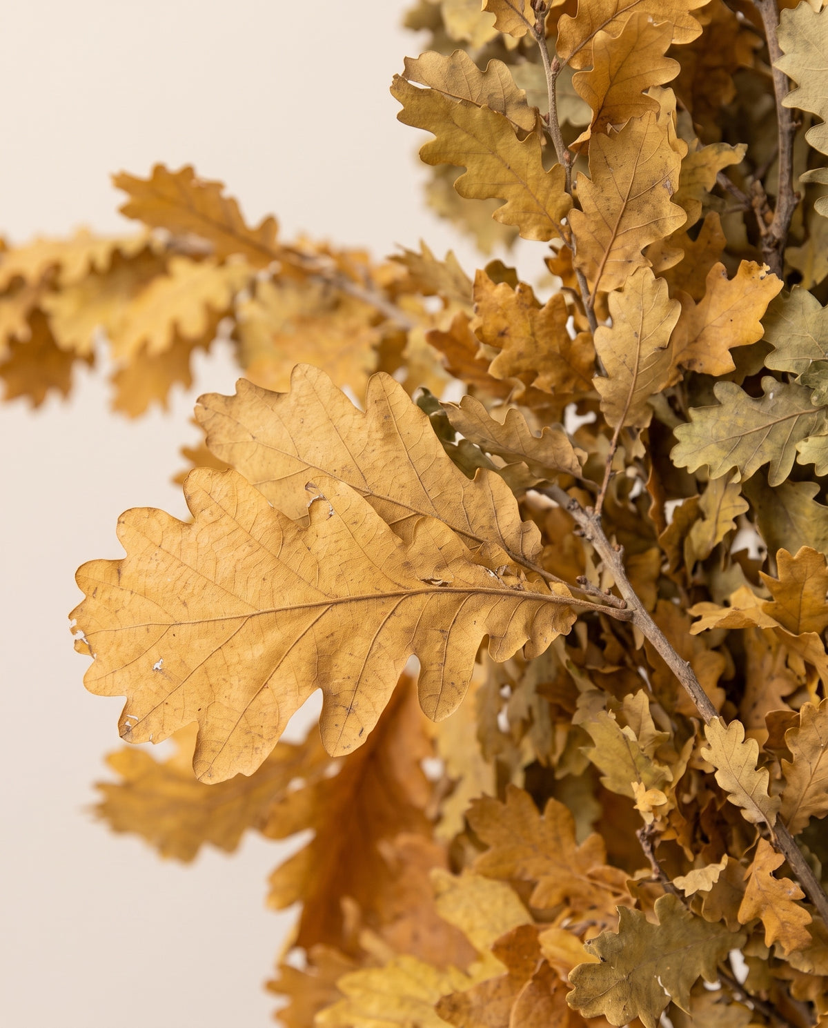 Detalle de cerca de hojas de roble preservadas (quercus) ocre
