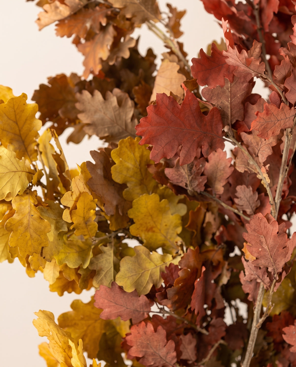 Detalle de cerca de hojas de roble preservadas (quercus) otoñales