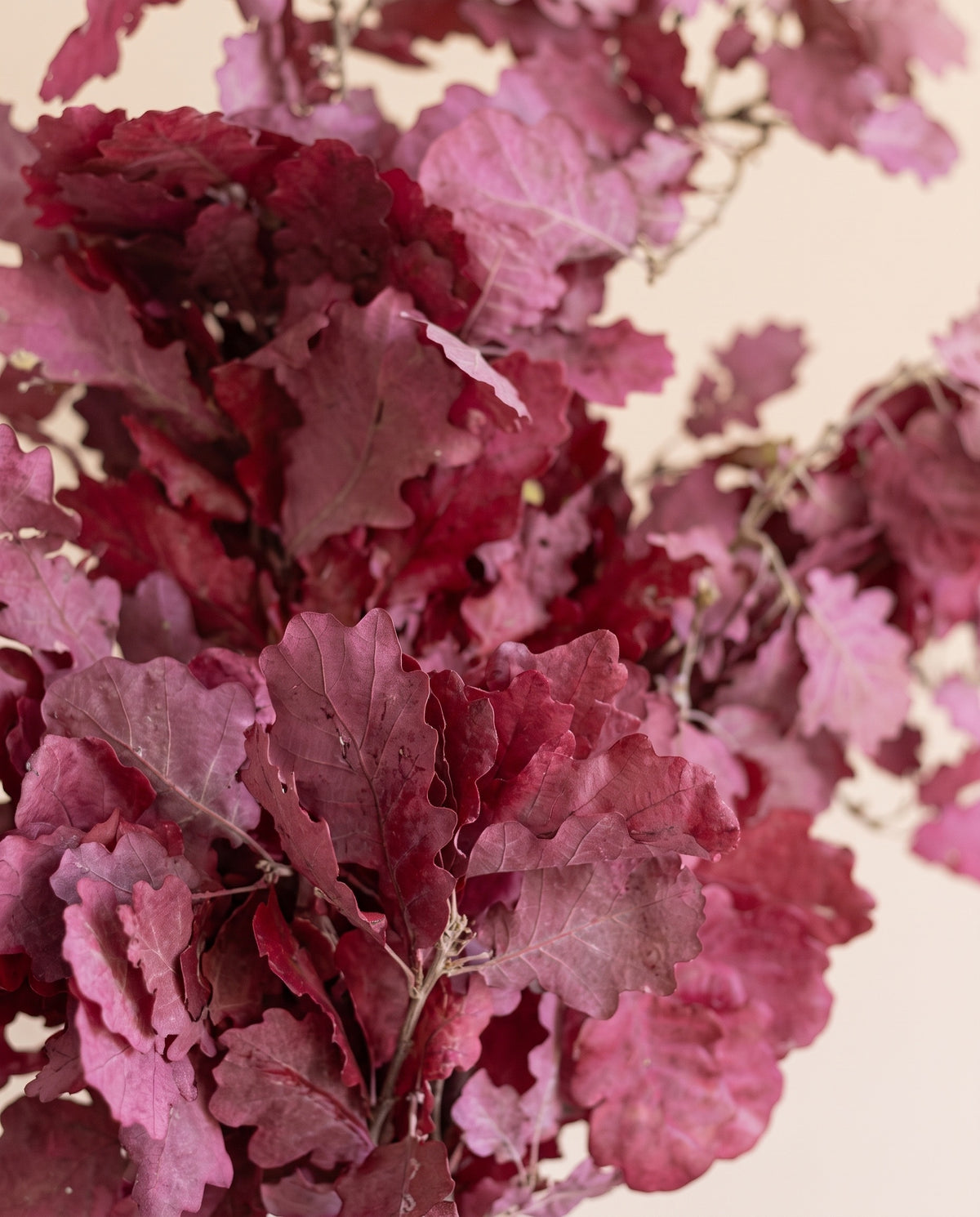 Detalle de cerca de hojas de roble preservadas (quercus) púrpura
