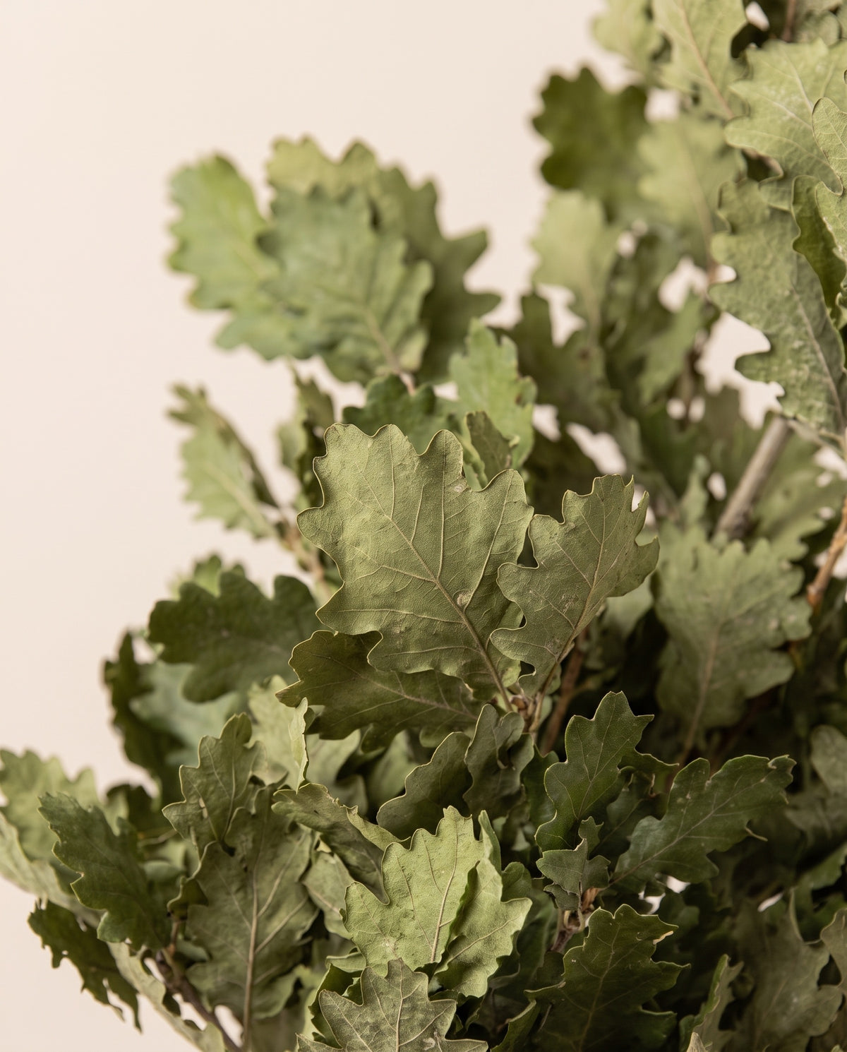 Detalle de cerca de hojas de roble preservadas (quercus) verdes