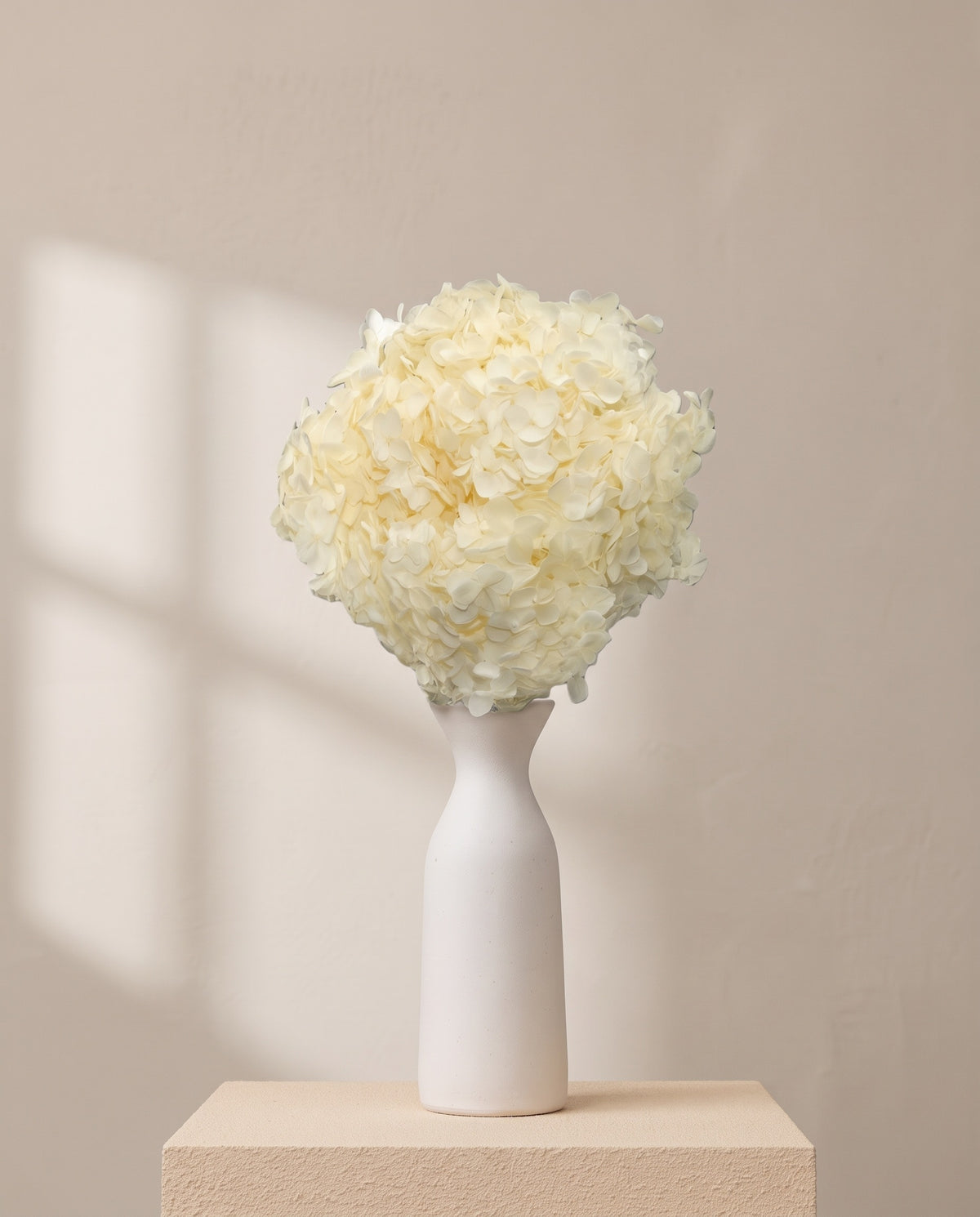 Hortensia Annabella preservada blanca sobre un jarrón de cerámica blanca. Jarrón no incluido.