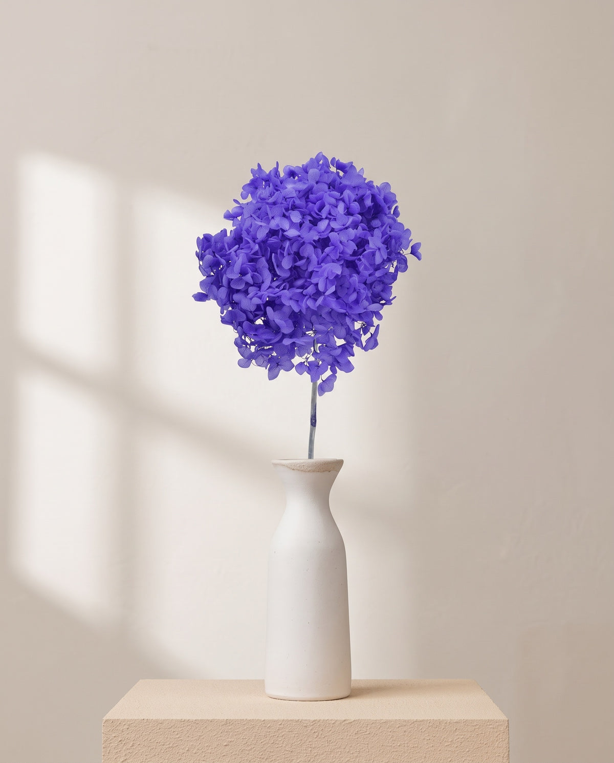 Hortensia Annabelle seca morada en un jarrón. Jarrón no incluido.