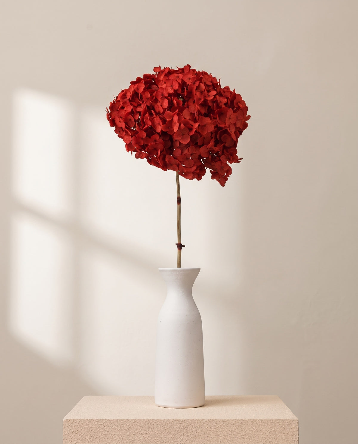 Hortensia Annabelle seca roja en un jarrón. Jarrón no incluido.