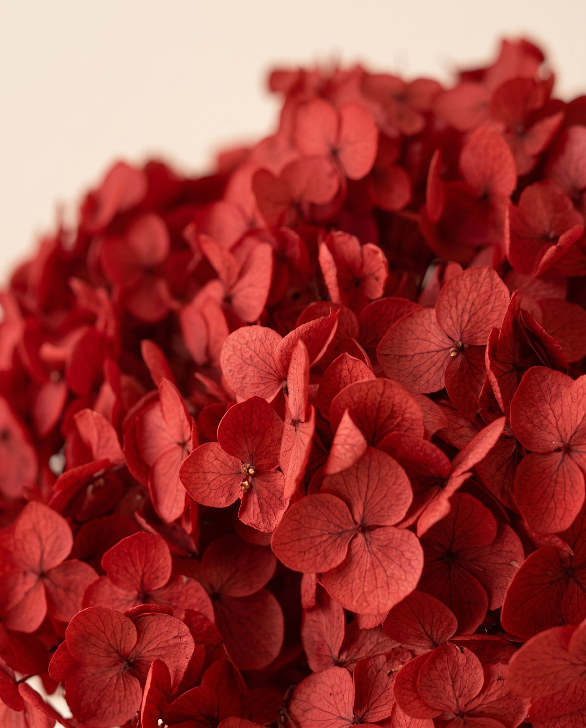 Detalle de cerca de hortensia Annabelle seca roja.