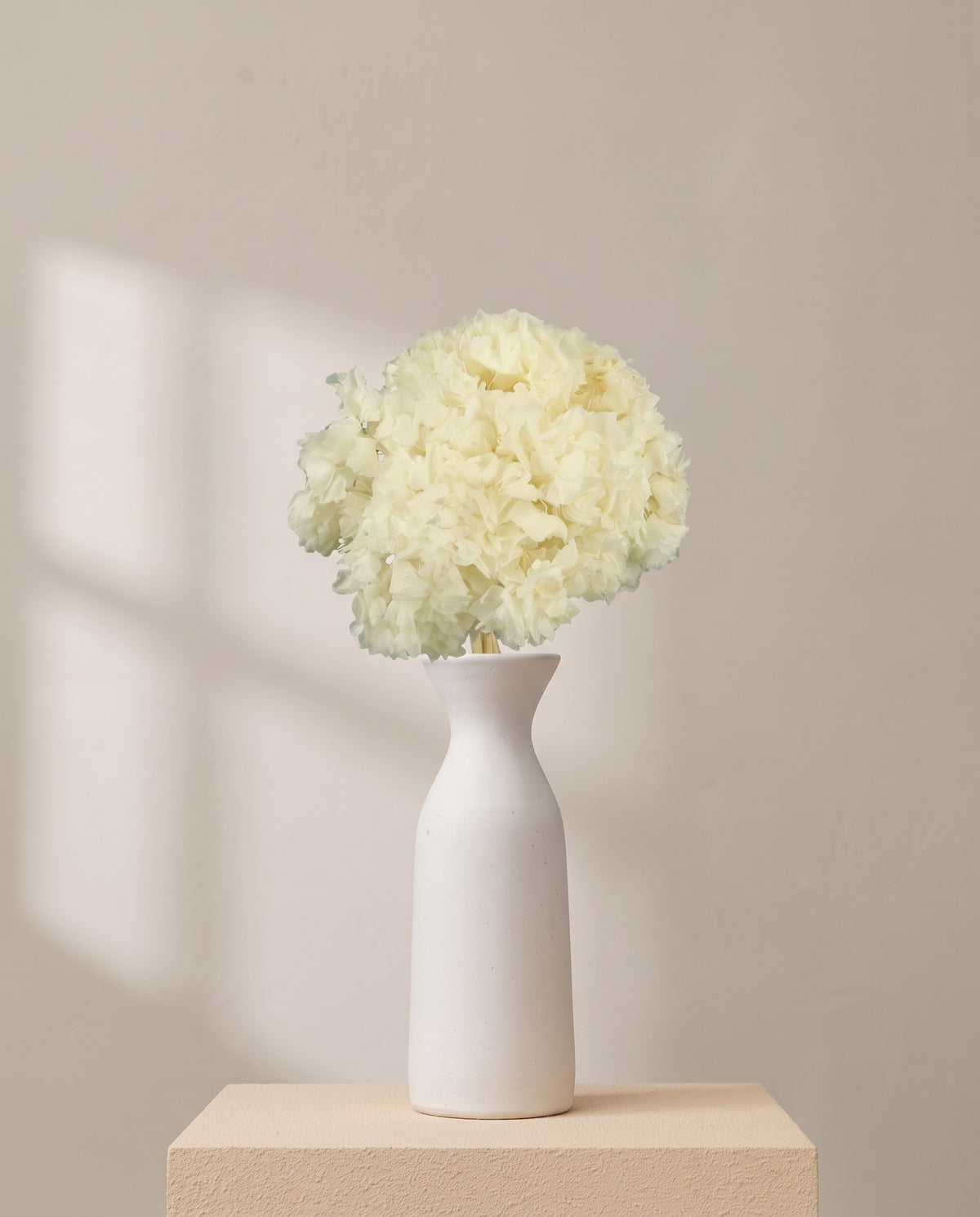 Hortensia preservada blanca sobre un jarrón de cerámica blanca. Jarrón no incluido.