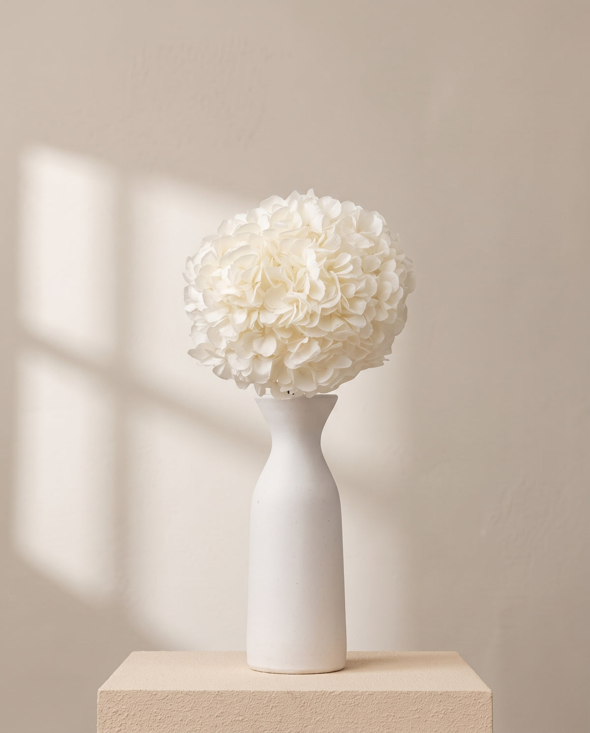 Hortensia preservada blanca de Colombia sobre un jarrón de cerámica blanca. Jarrón no incluido.