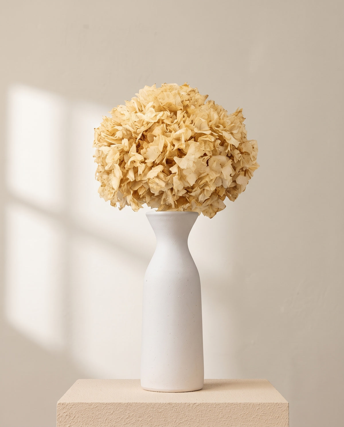 Hortensia preservada crema sobre un jarrón de cerámica blanca. Jarrón no incluido.