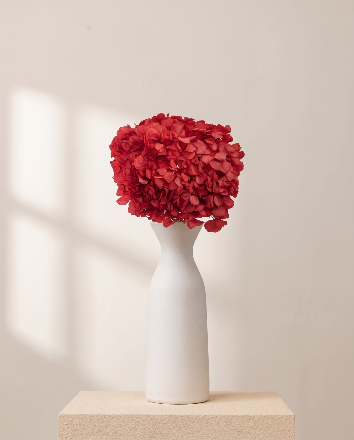 Hortensia preservada roja de Colombia sobre un jarrón de cerámica blanca. Jarrón no incluido.