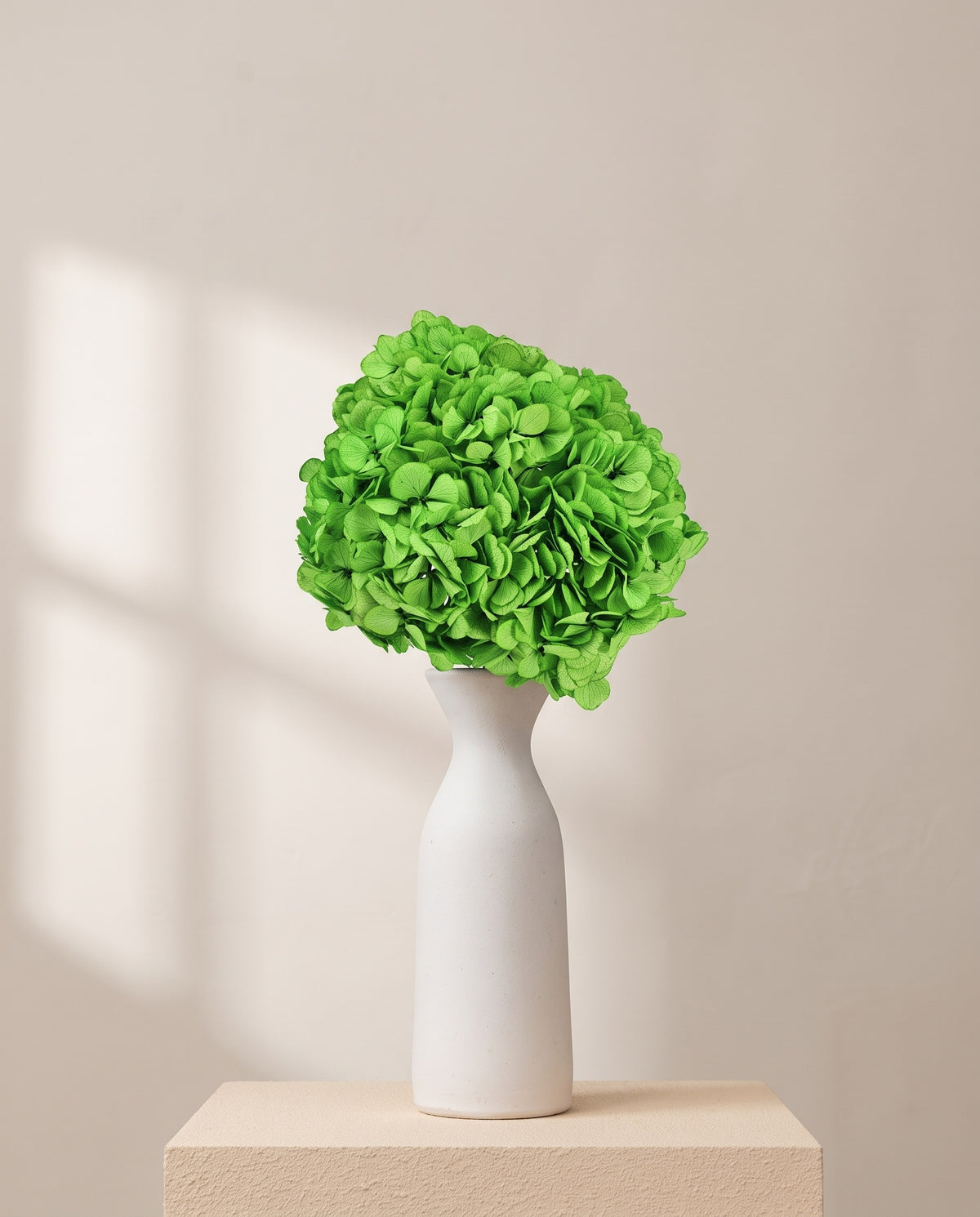 Hortensia preservada verde pistacho sobre un jarrón de cerámica blanca. Jarrón no incluido.