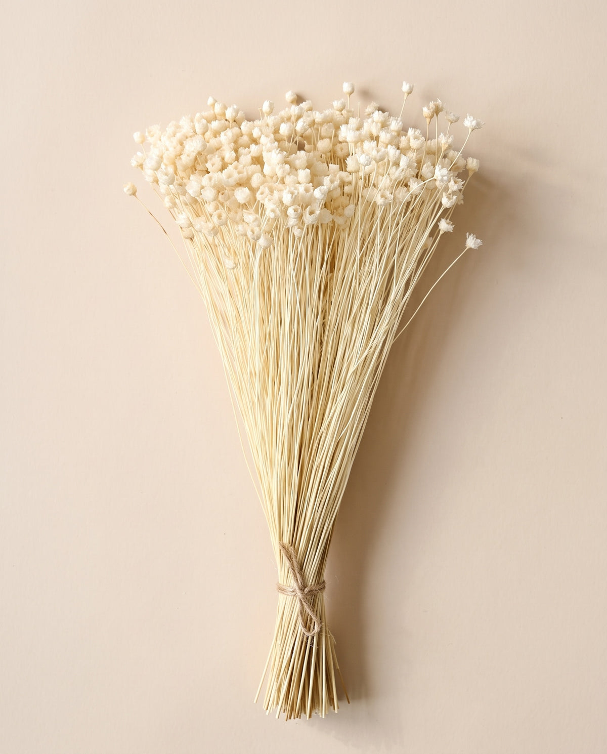 Jazilda seca blanca