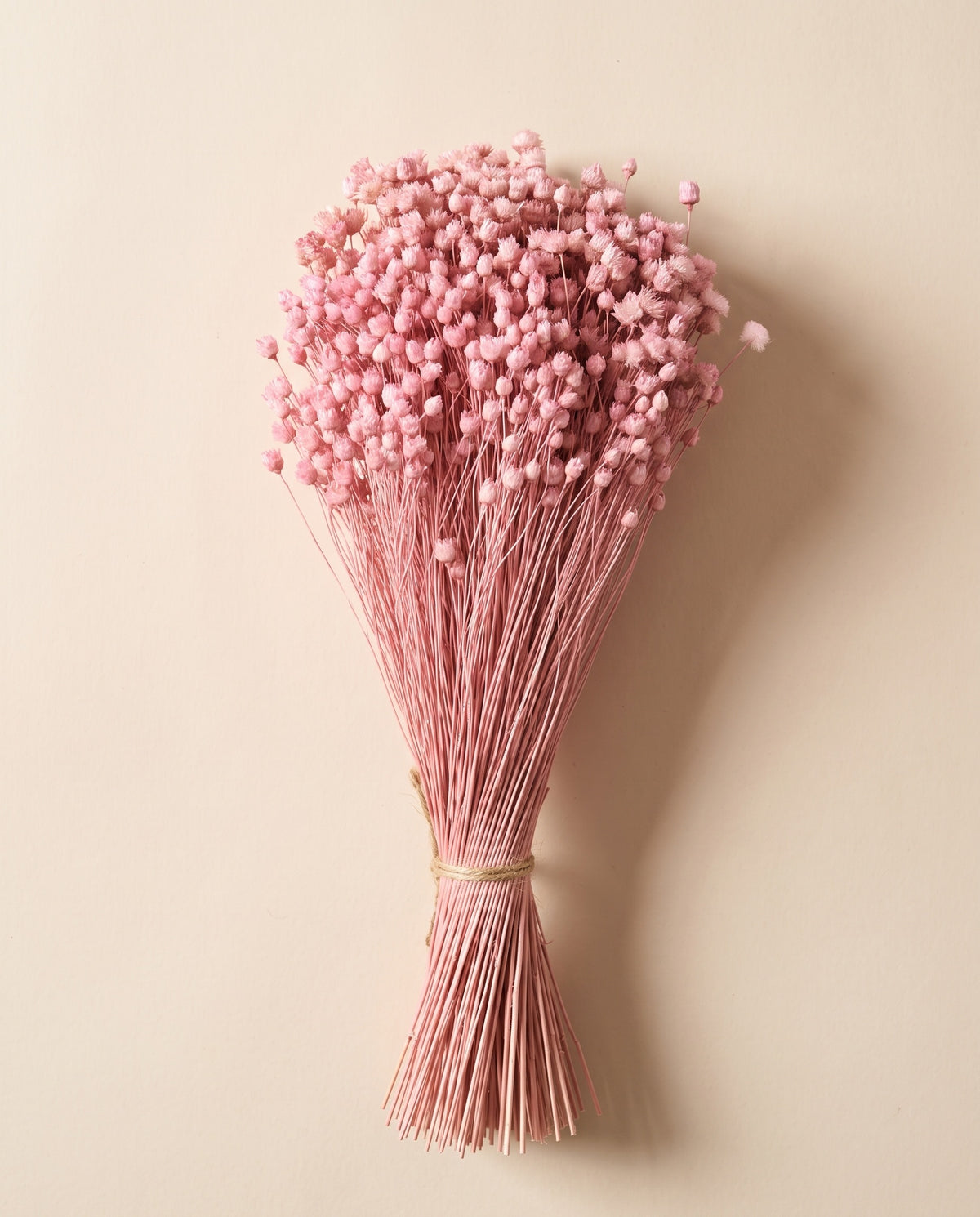 Jazilda seca rosa