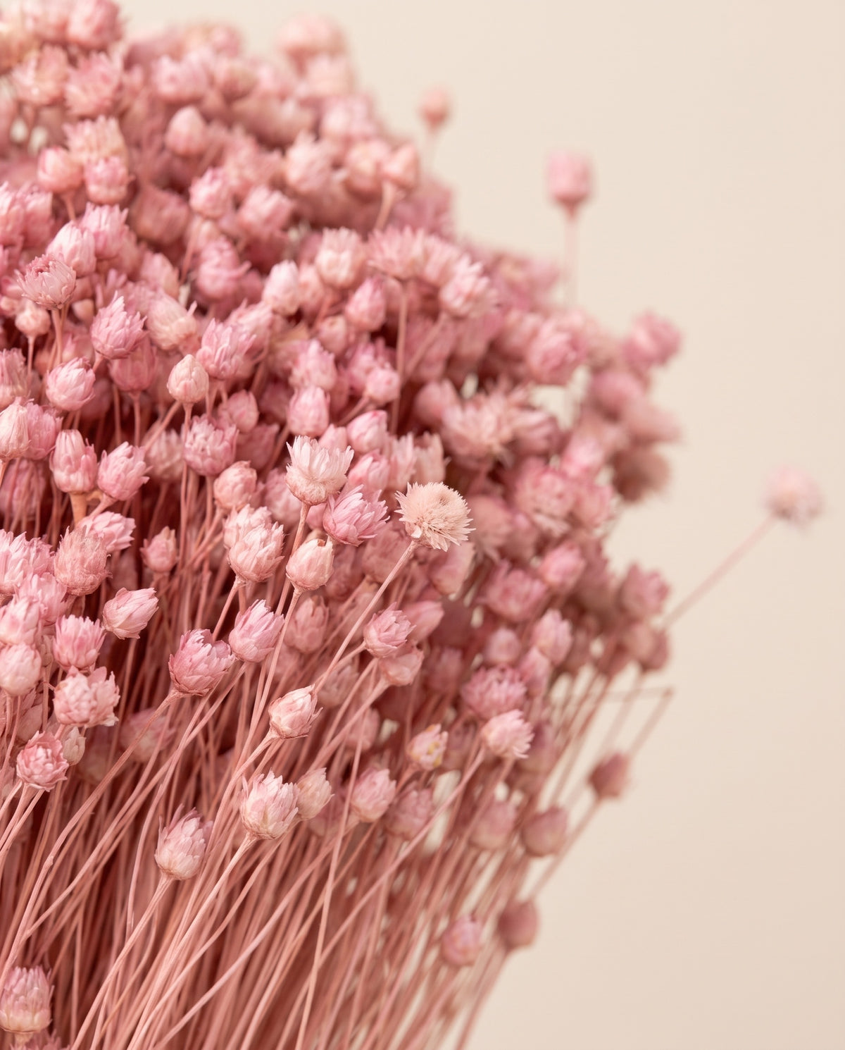 Detalle de cerca de jazilda seca rosa.