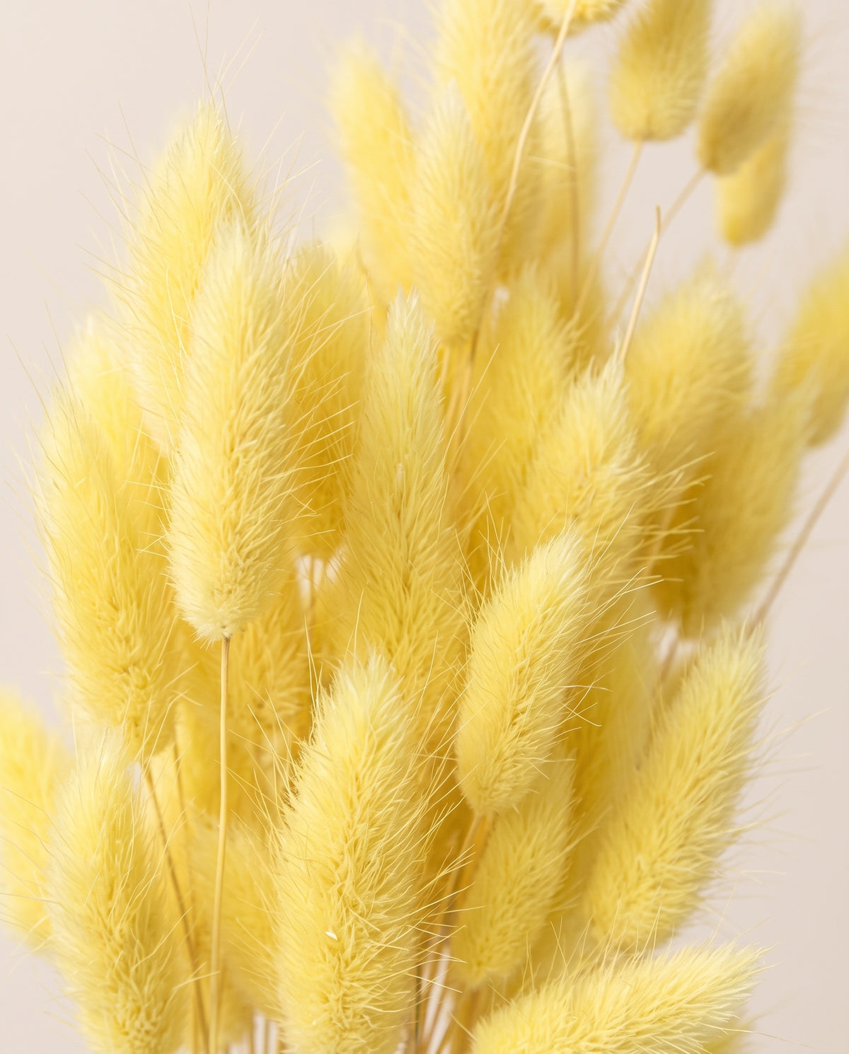 Detalle de cerca de lagurus seco amarillo.