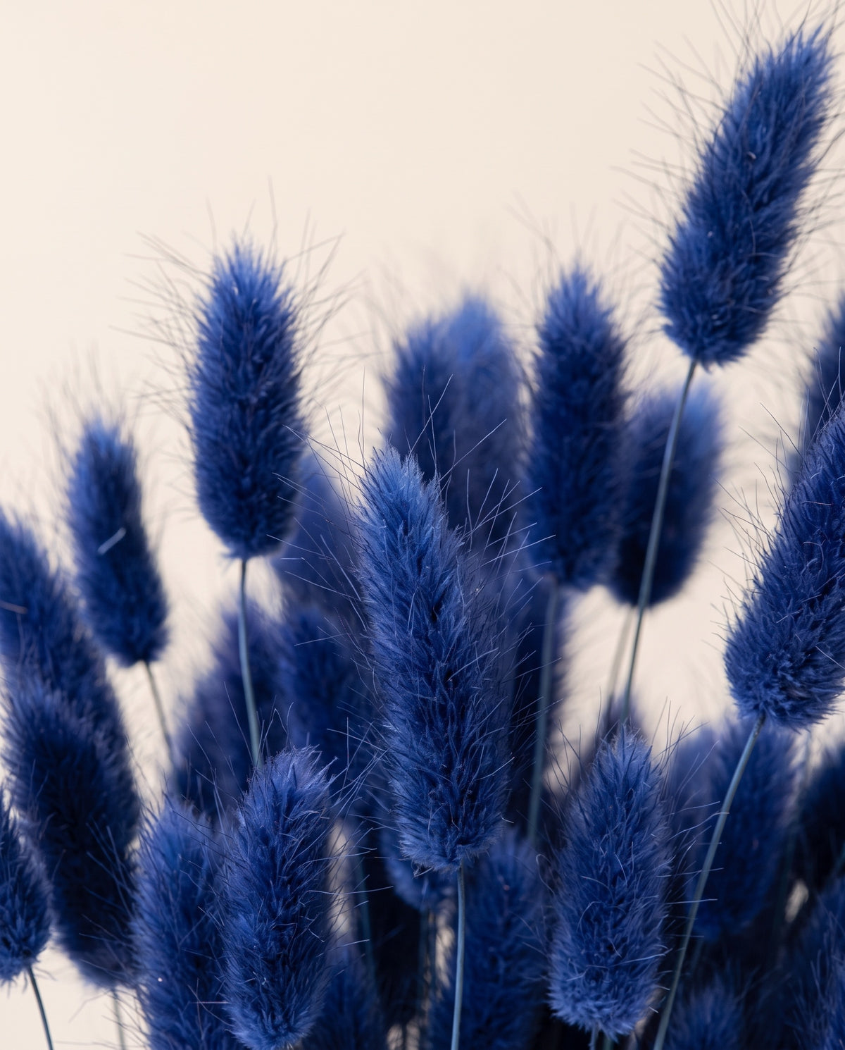 Detalle de cerca de lagurus seco azul.