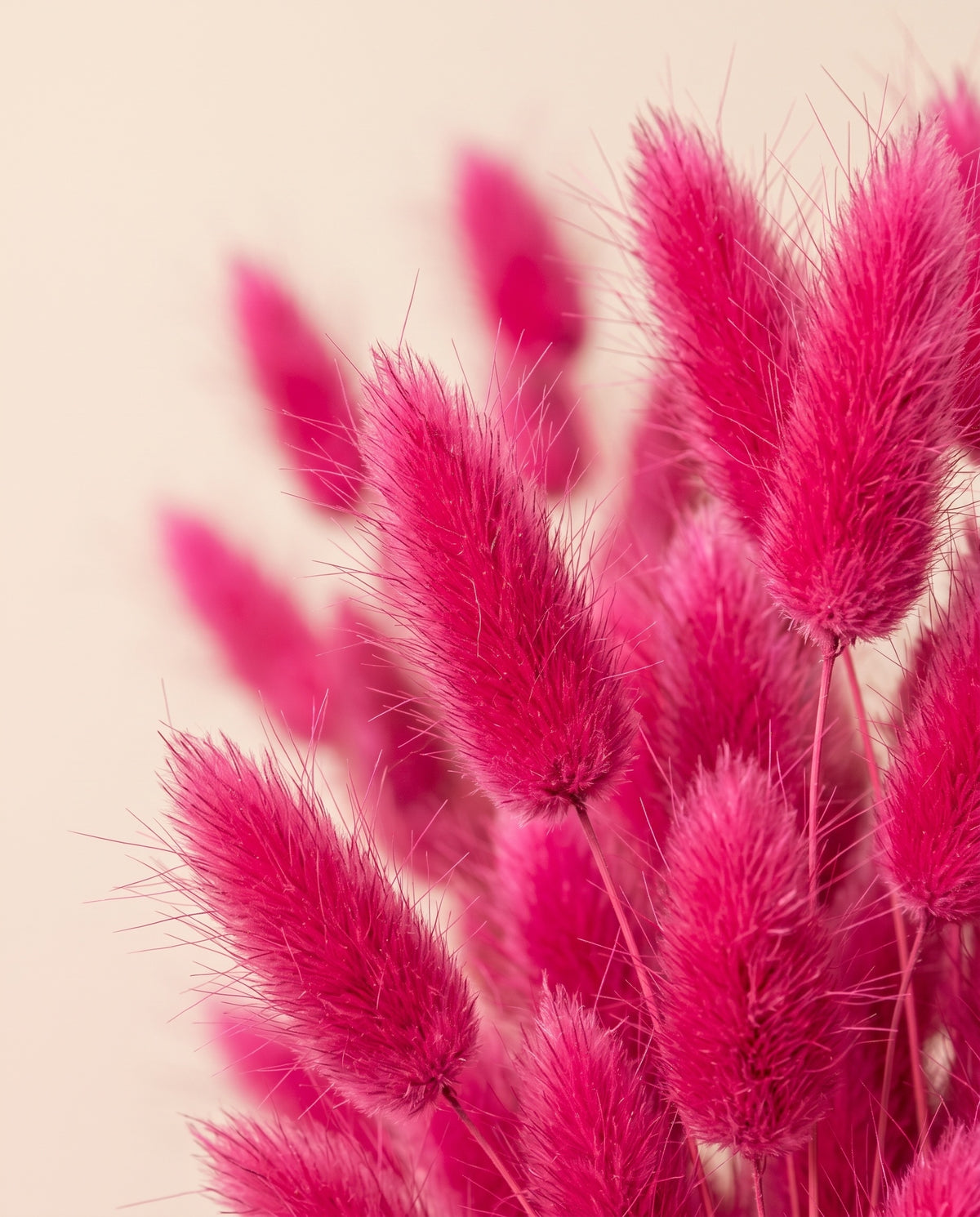 Detalle de cerca de lagurus seco fucsia.