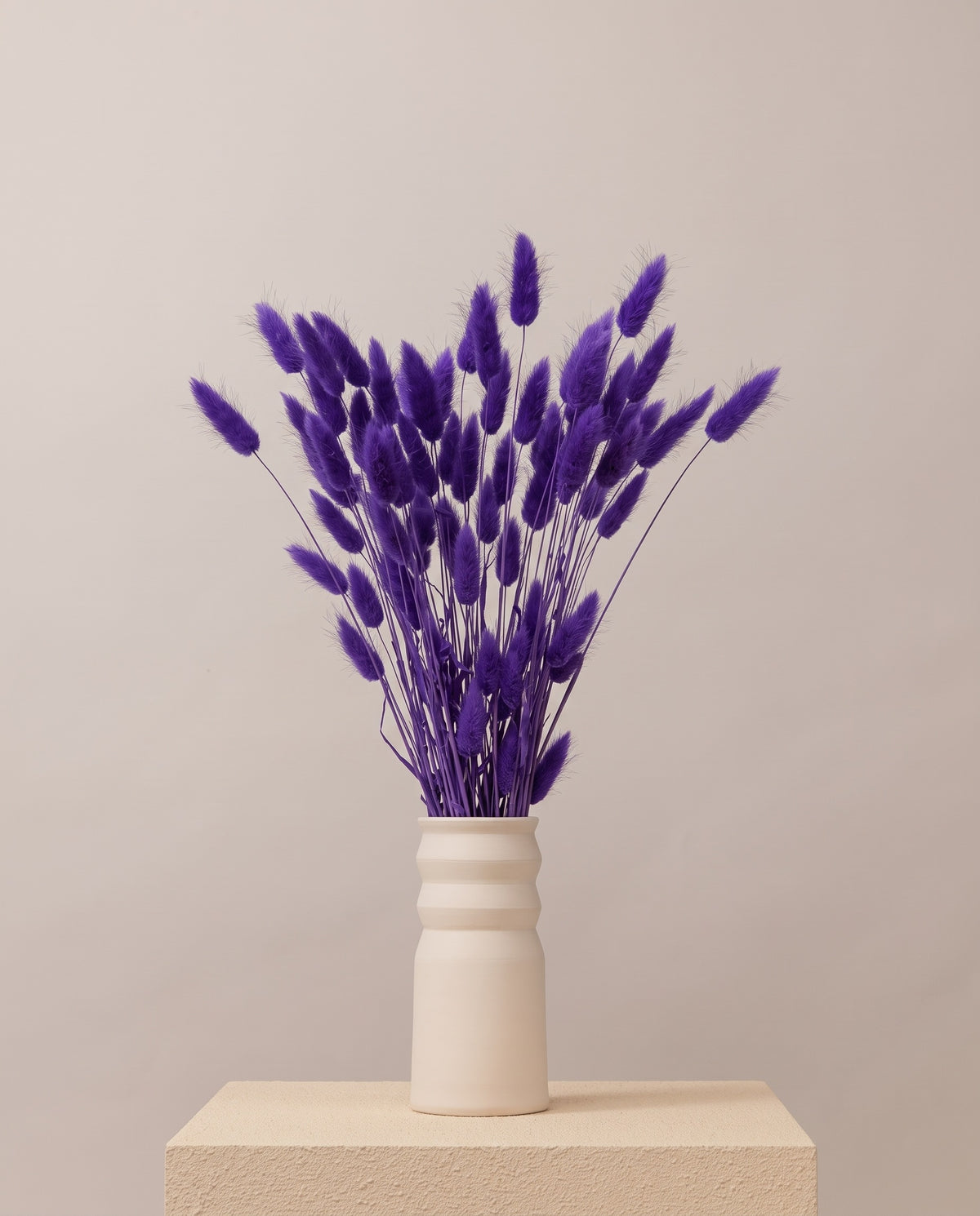 Lagurus seco lavanda en un jarrón. Jarrón no incluido.
