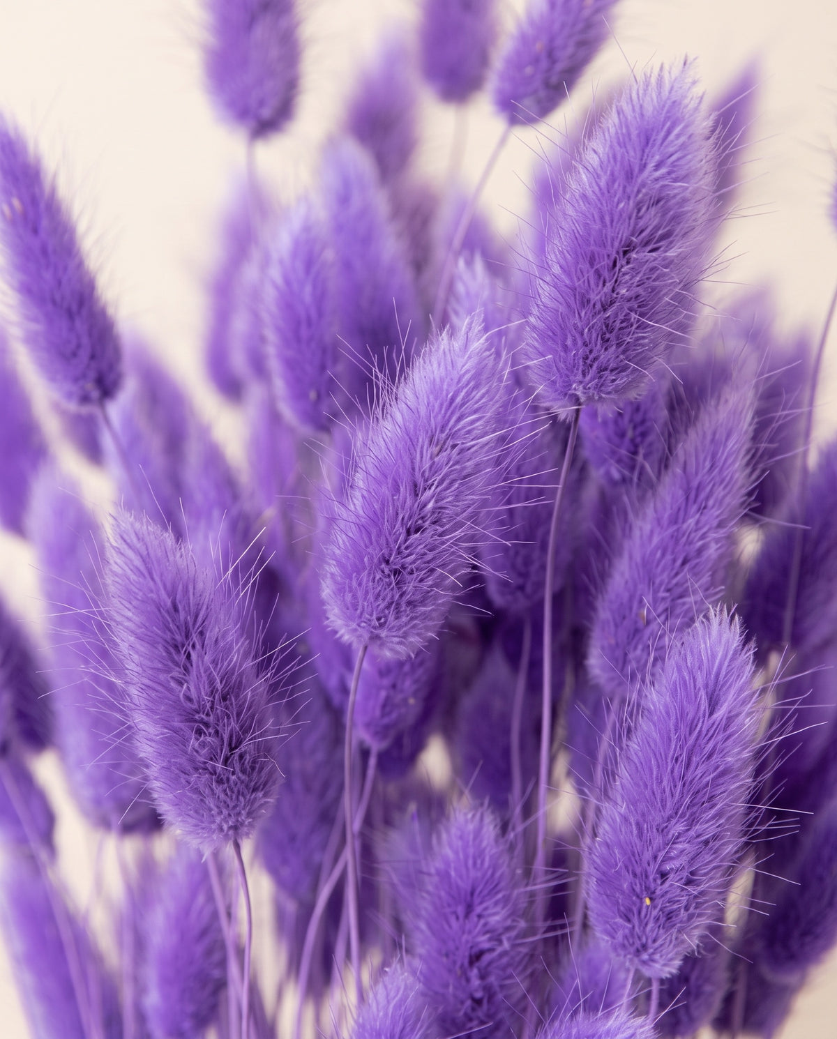 Detalle de cerca de lagurus seco lavanda.
