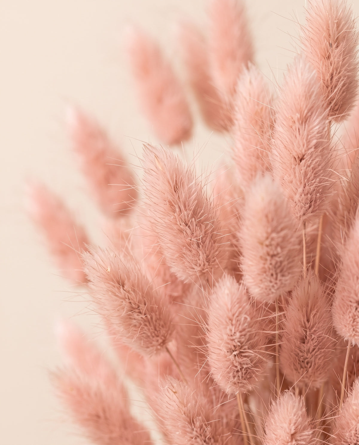 Detalle de cerca de lagurus seco rosa claro.