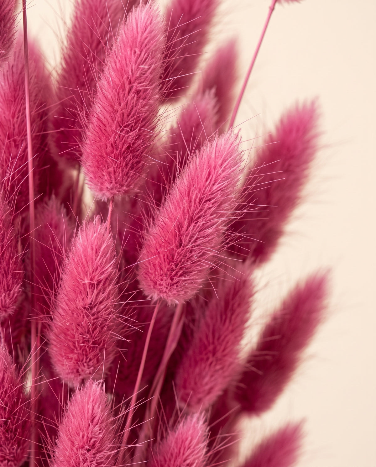 Detalle de cerca de lagurus seco rosa.