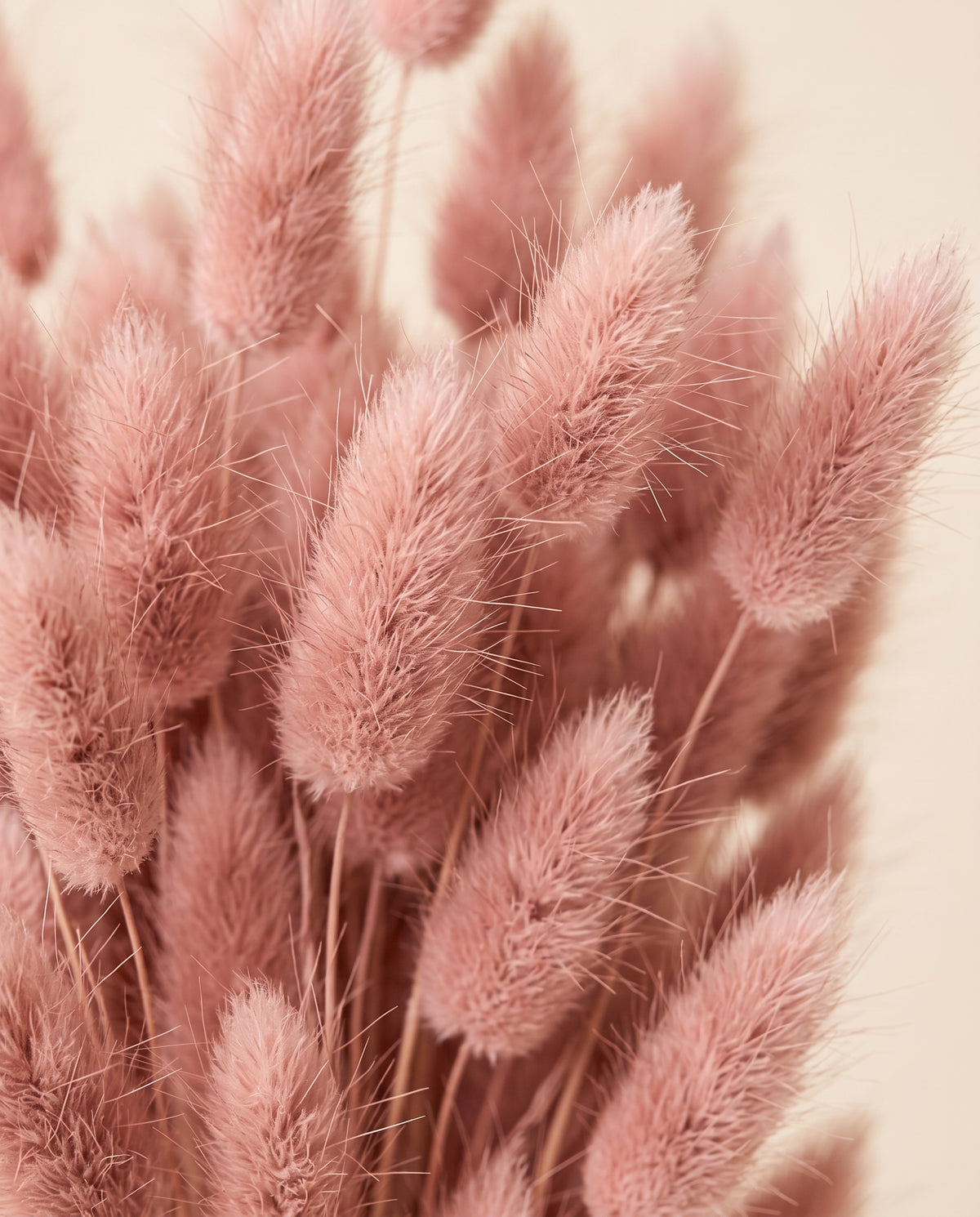 Detalle de cerca de lagurus seco rosa empolvado.