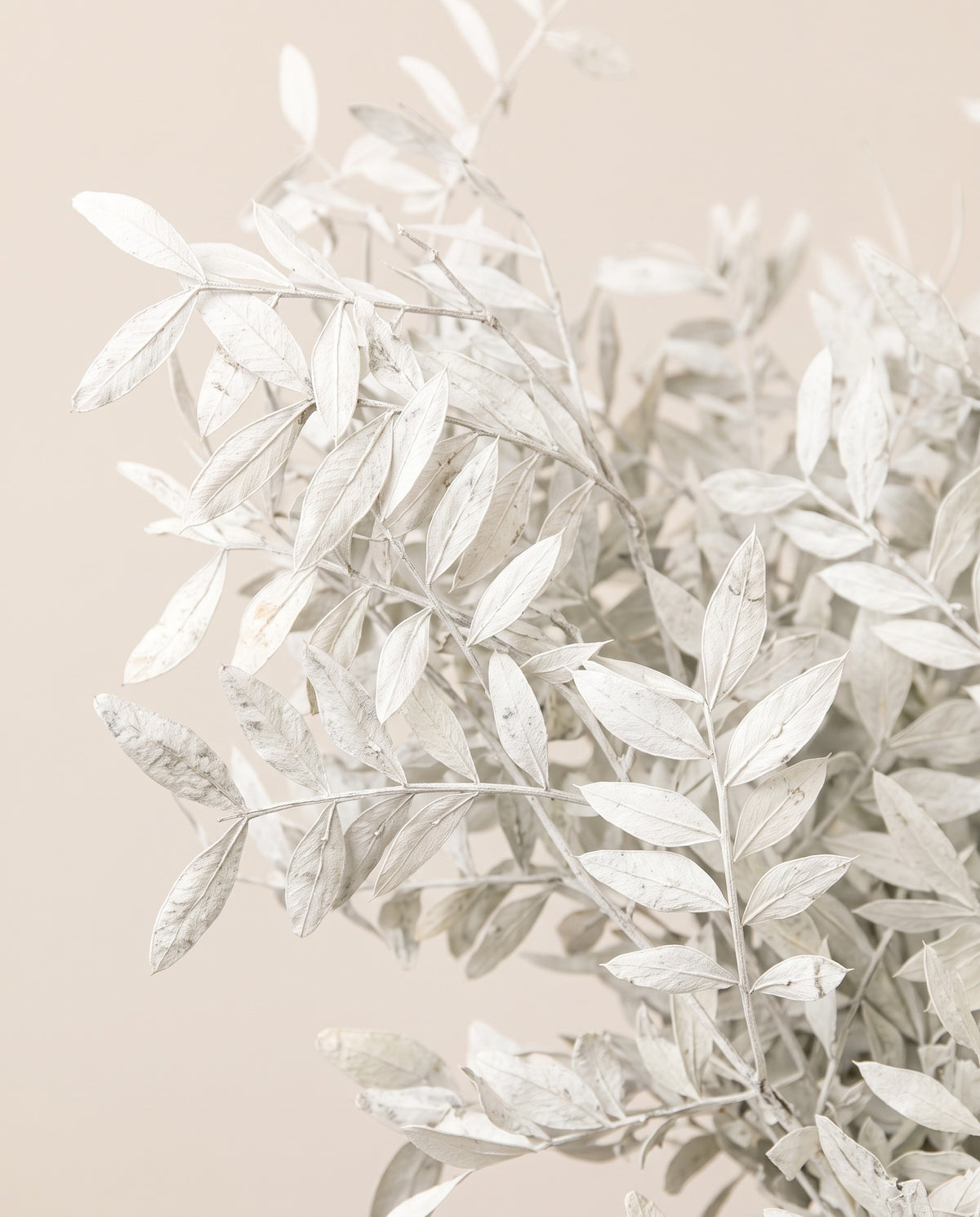 Detalle de cerca de lentisco preservado blanco