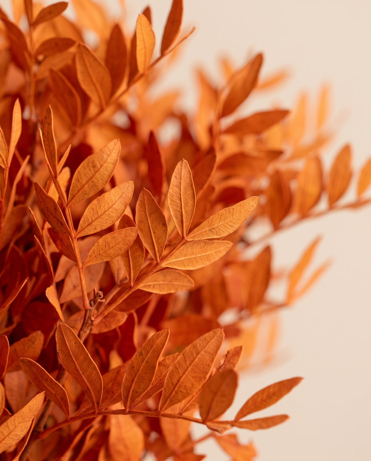 Detalle de cerca de lentisco preservado naranja