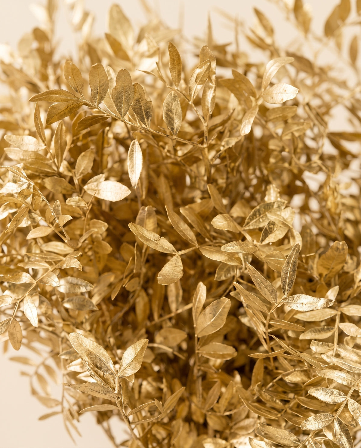 Detalle de cerca de lentisco preservado oro