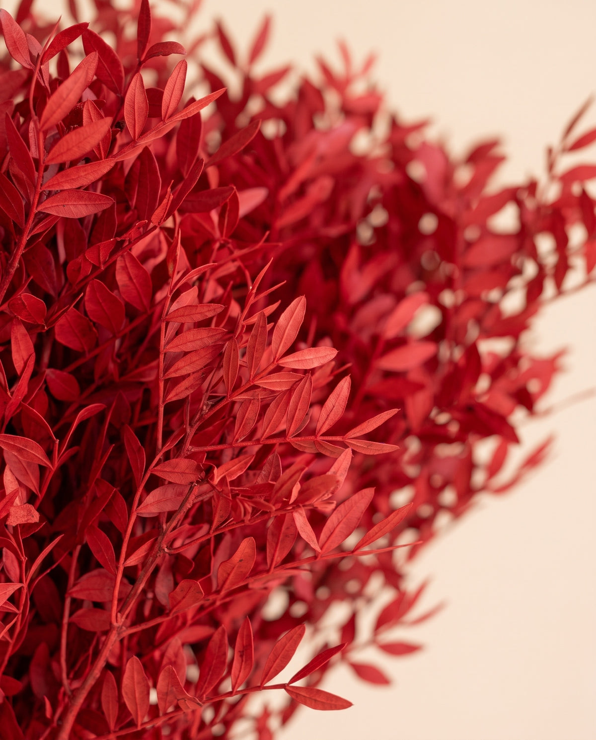 Detalle de cerca de lentisco preservado rojo