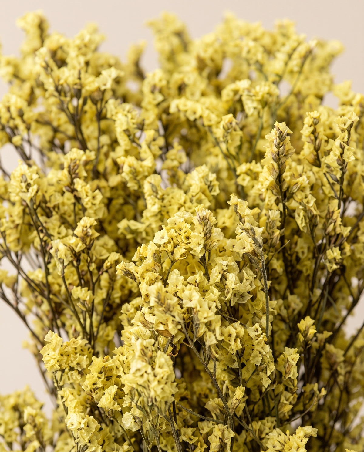 Detalle de cerca de limonium preservado amarillo.