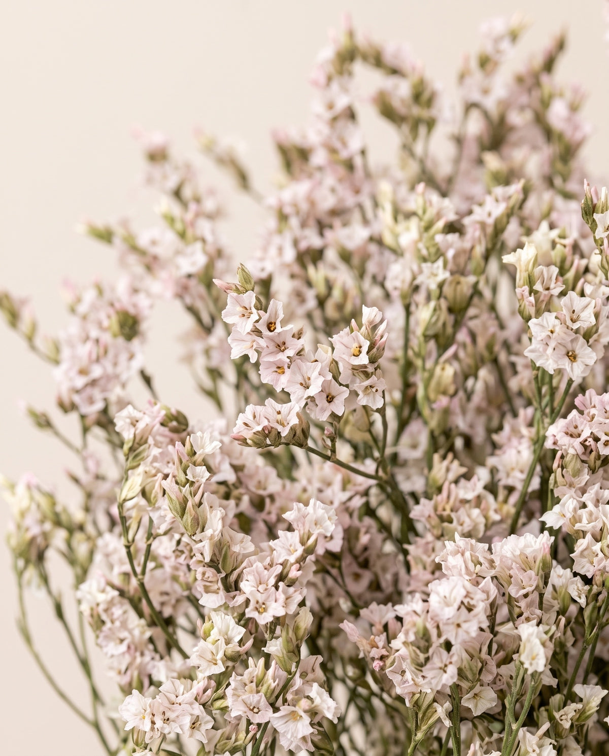 Detalle de cerca de limonium preservado rosa claro.