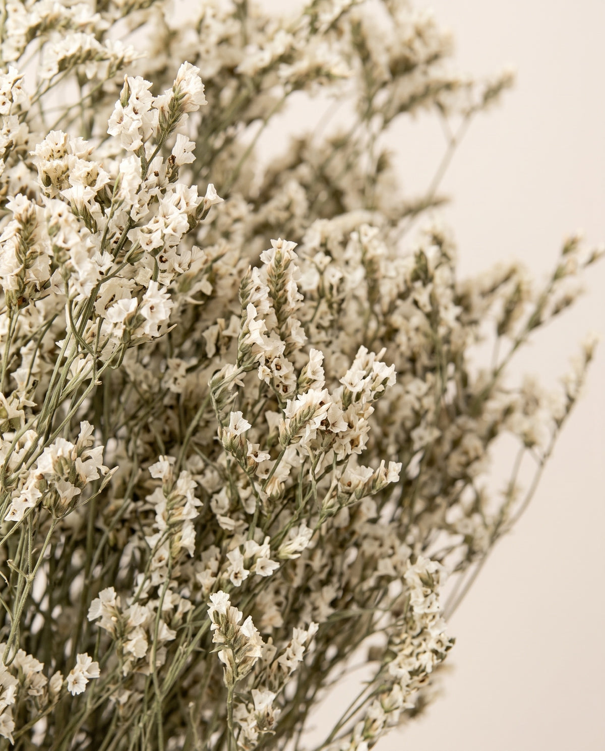 Detalle de cerca de limonium Sinensis preservado blanco.