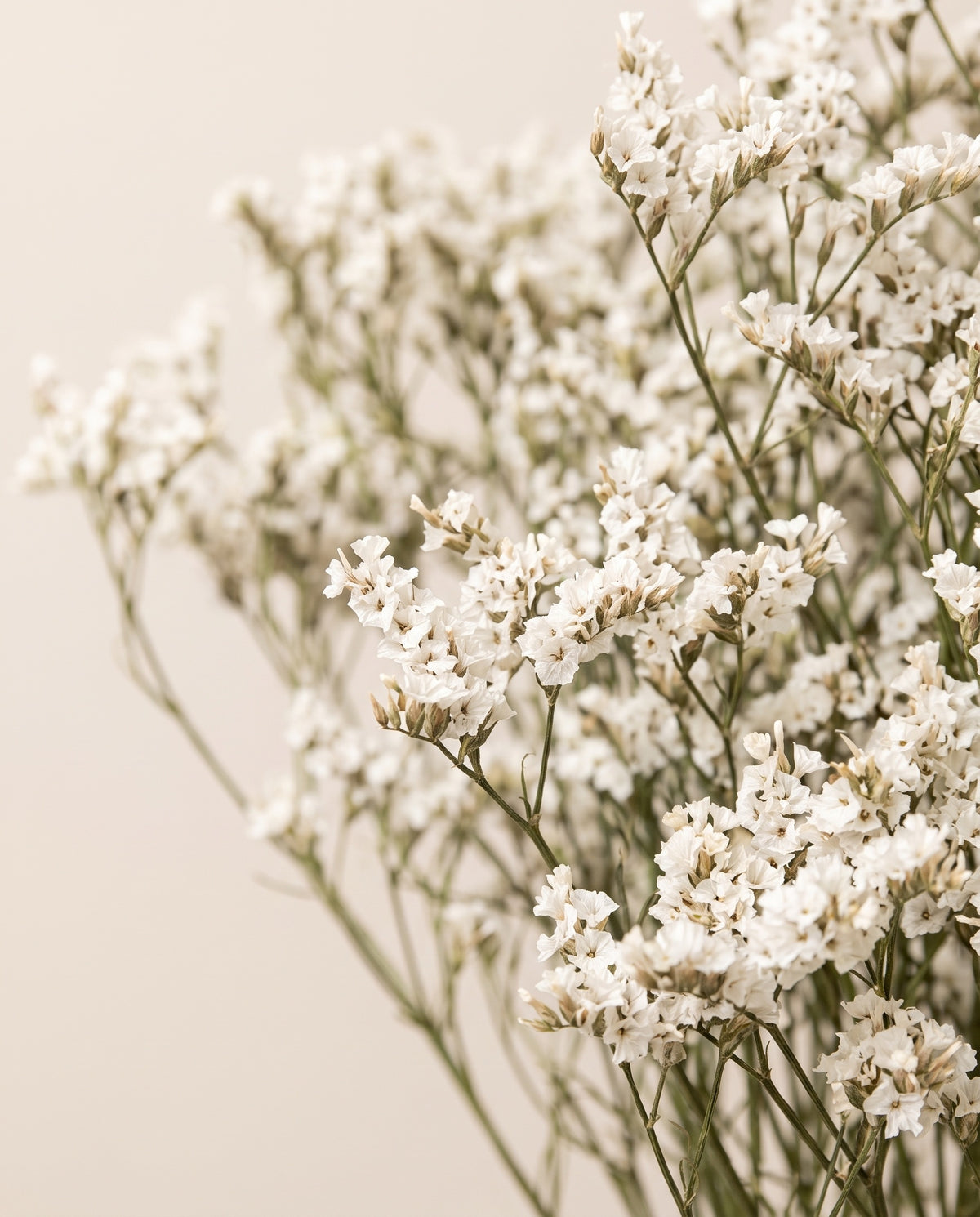 Detalle de cerca de limonium Sinensis preservado blanco.