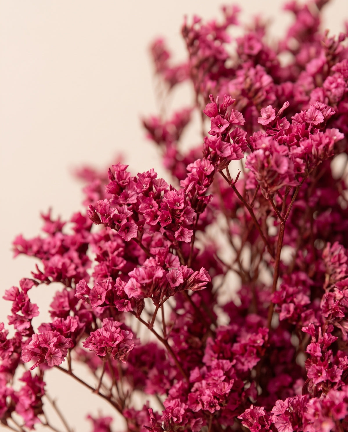 Detalle de cerca de limonium Sinensis preservado fucsia.