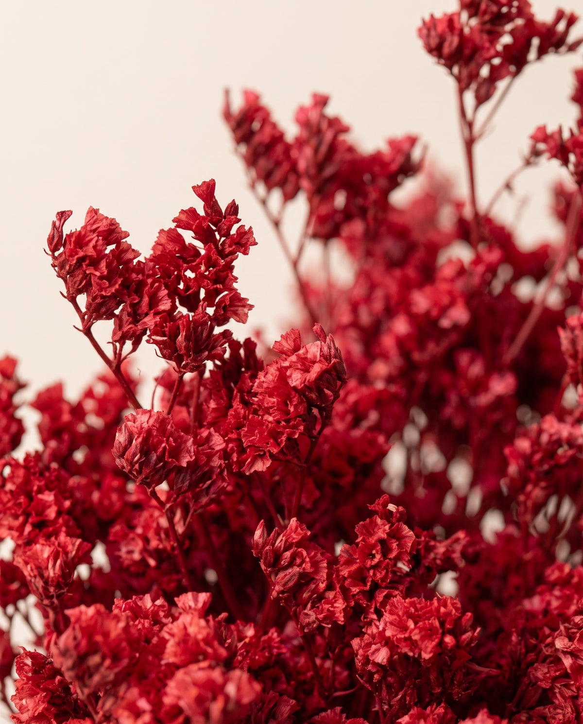 Detalle de cerca de limonium Sinensis preservado rojo.