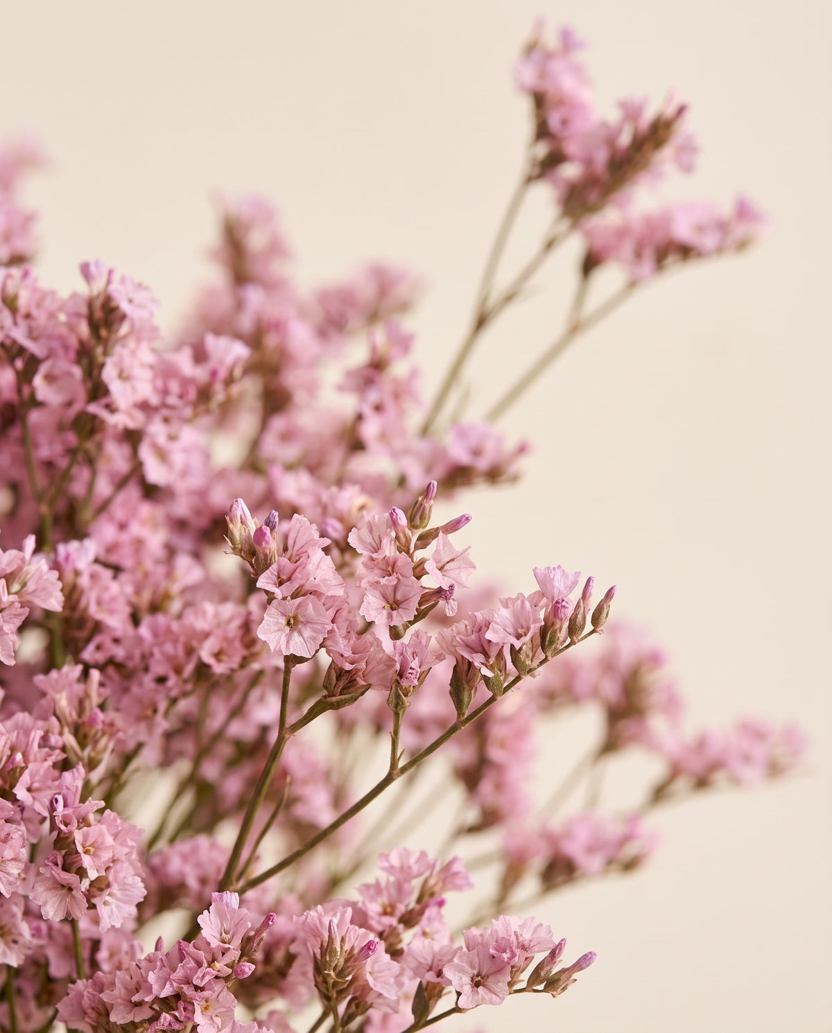 Detalle de cerca de limonium Sinensis preservado rosa.