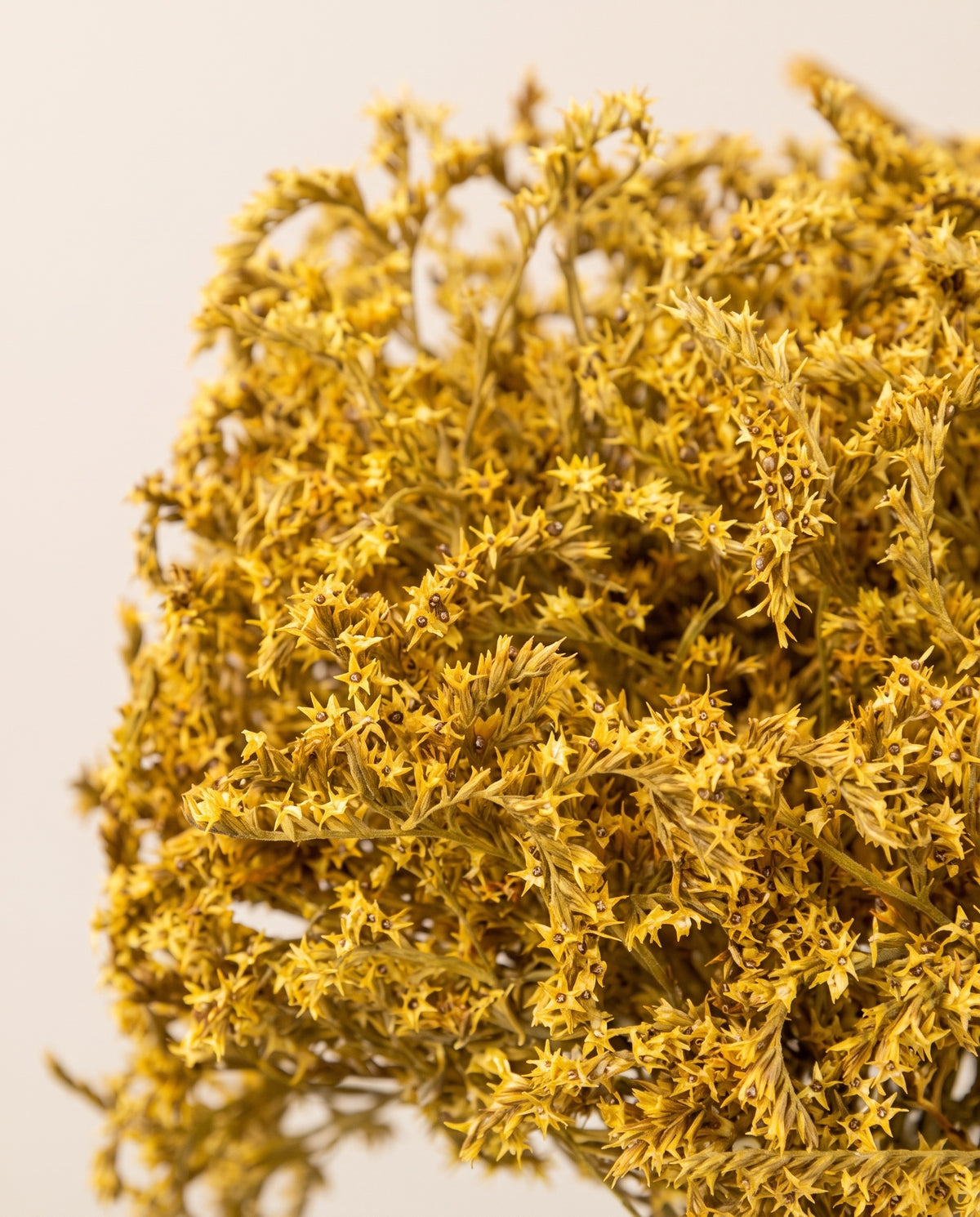 Detalle de cerca de limonium tatarica preservado amarillo.