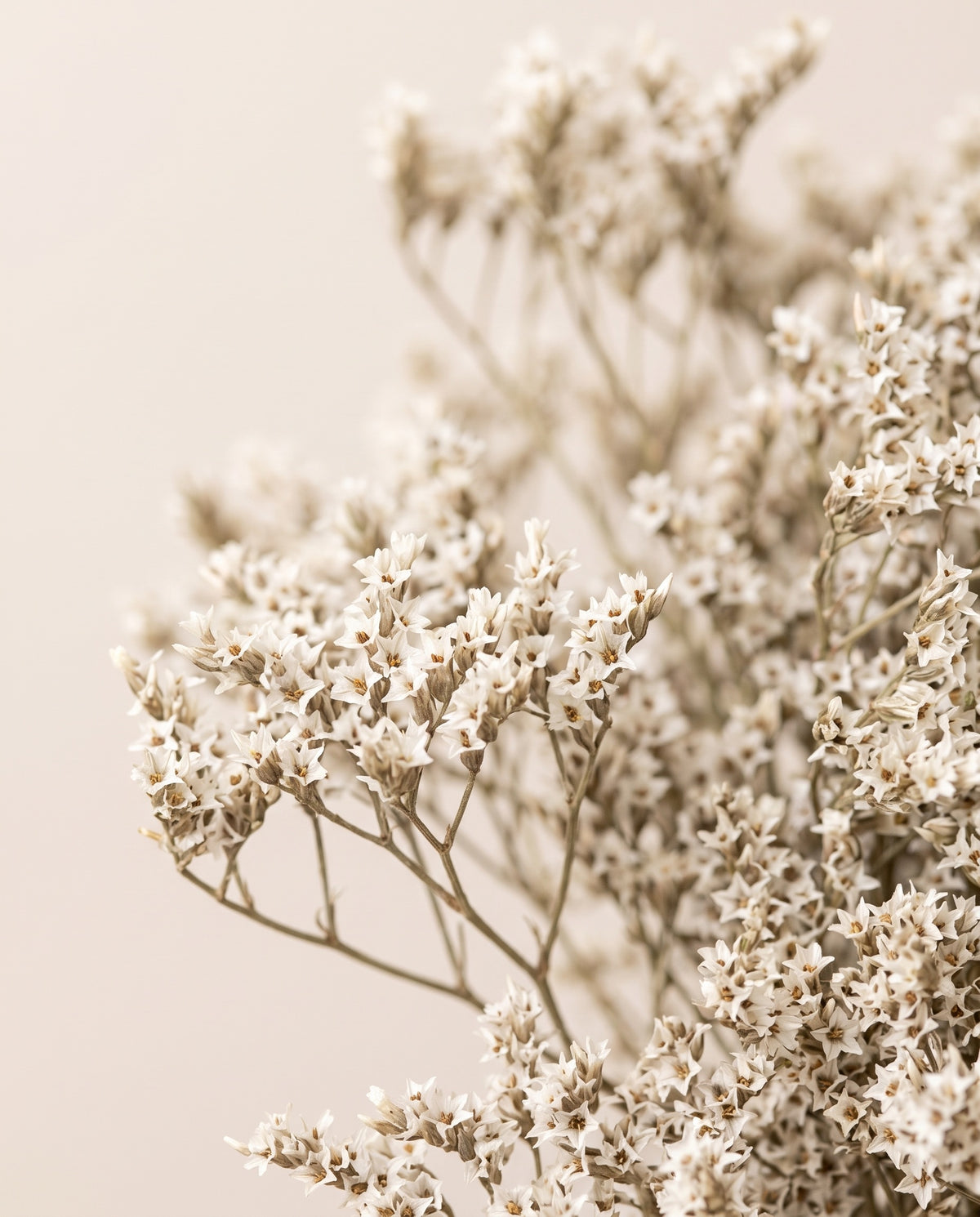 Detalle de cerca de limonium tatarica preservado natural.
