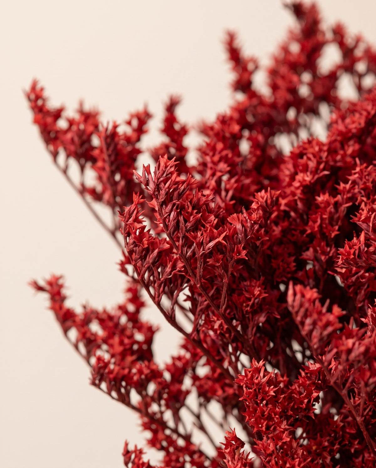 Detalle de cerca de limonium tatarica preservado rojo.