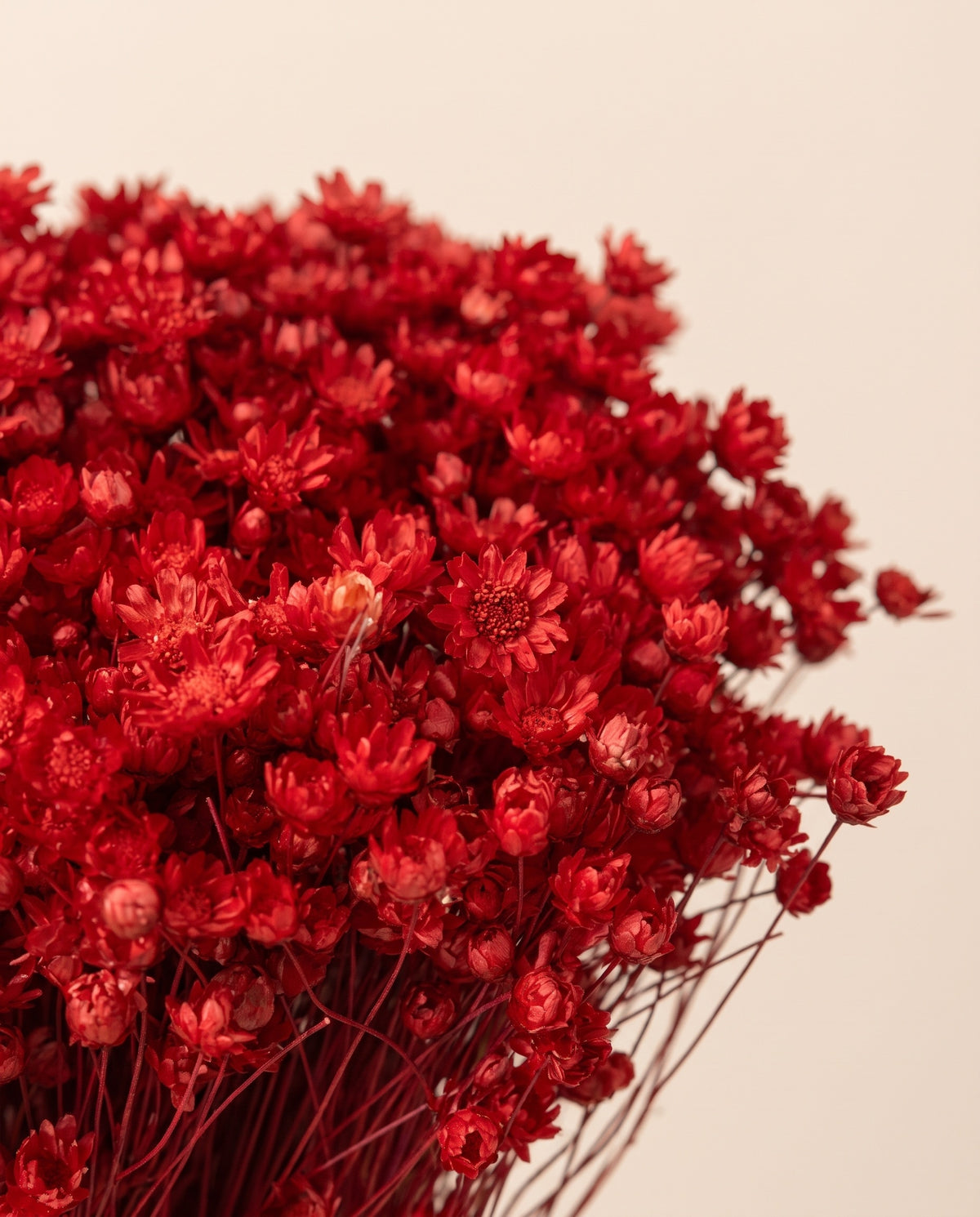Detalle de cerca de marcela seca roja.
