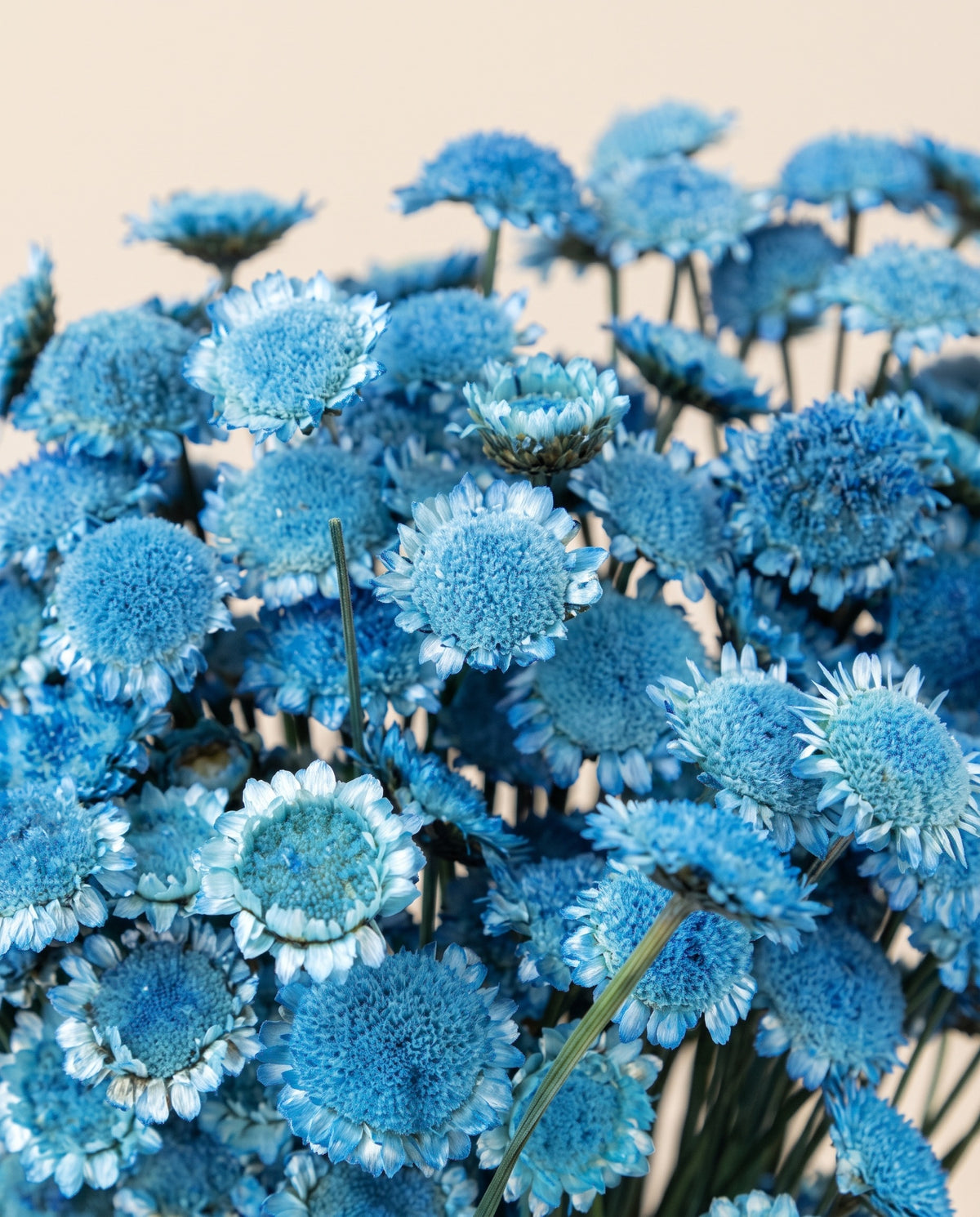 Detalle de cerca de margaret seca azul claro.