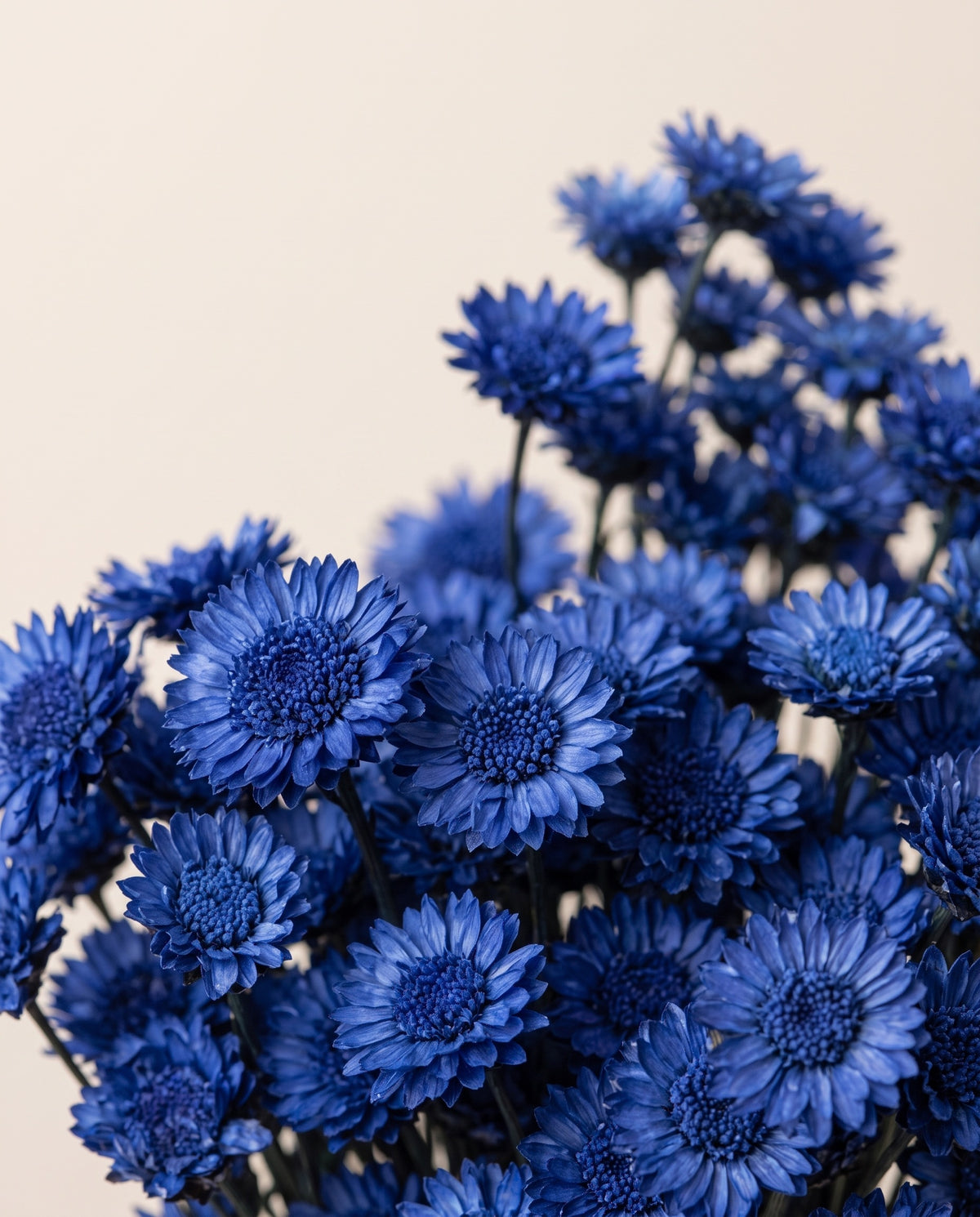Detalle de cerca de margaret seca azul.
