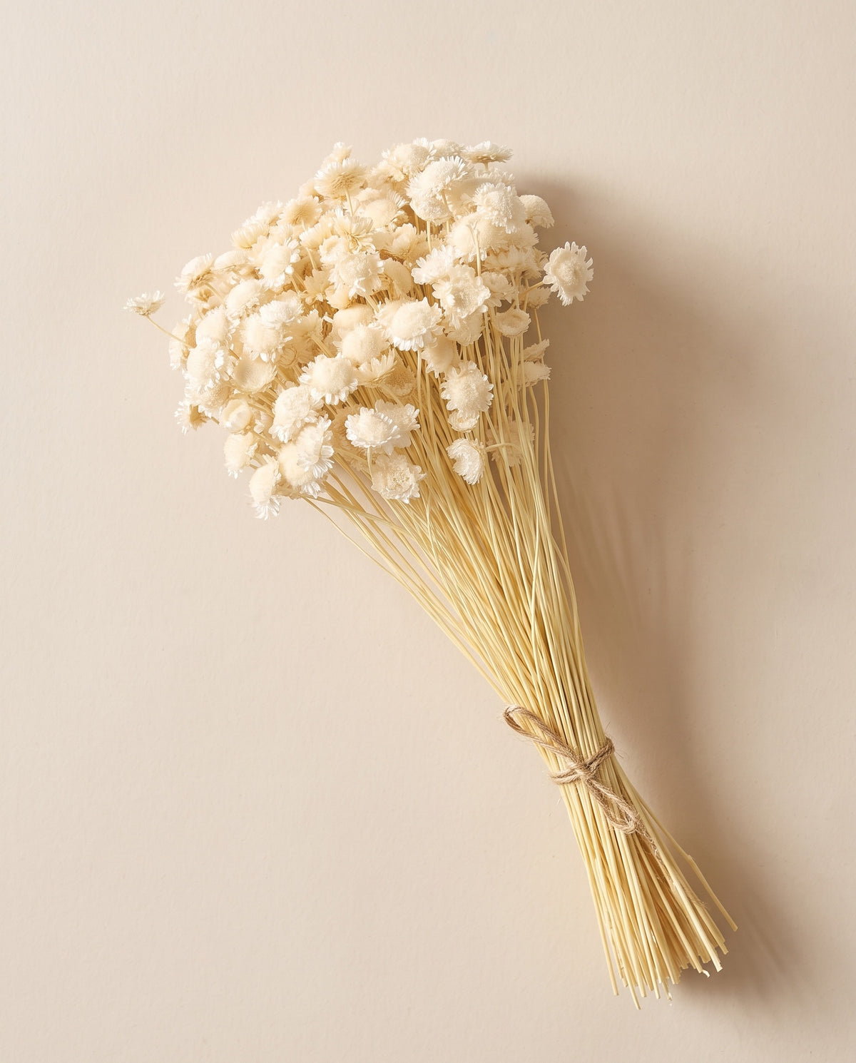 Margaret seca blanca