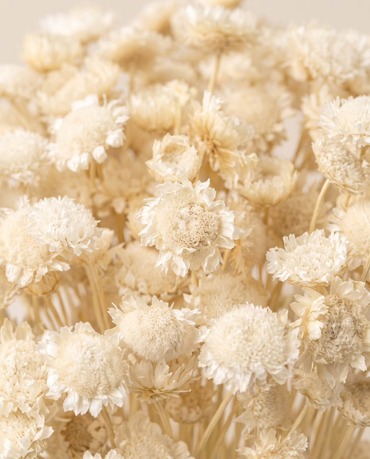 Detalle de cerca de margaret seca blanca.