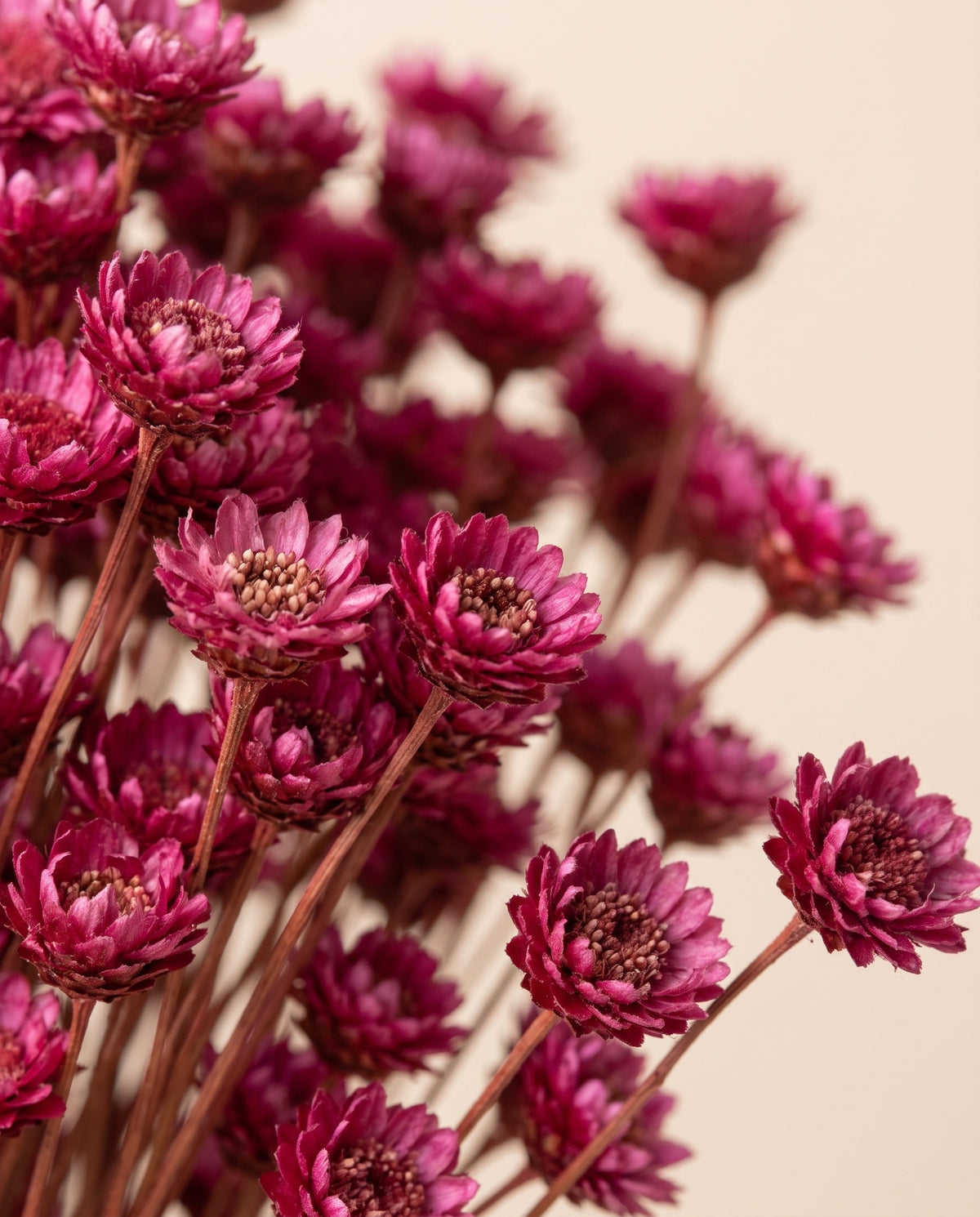 Detalle de cerca de margaret seca fucsia.