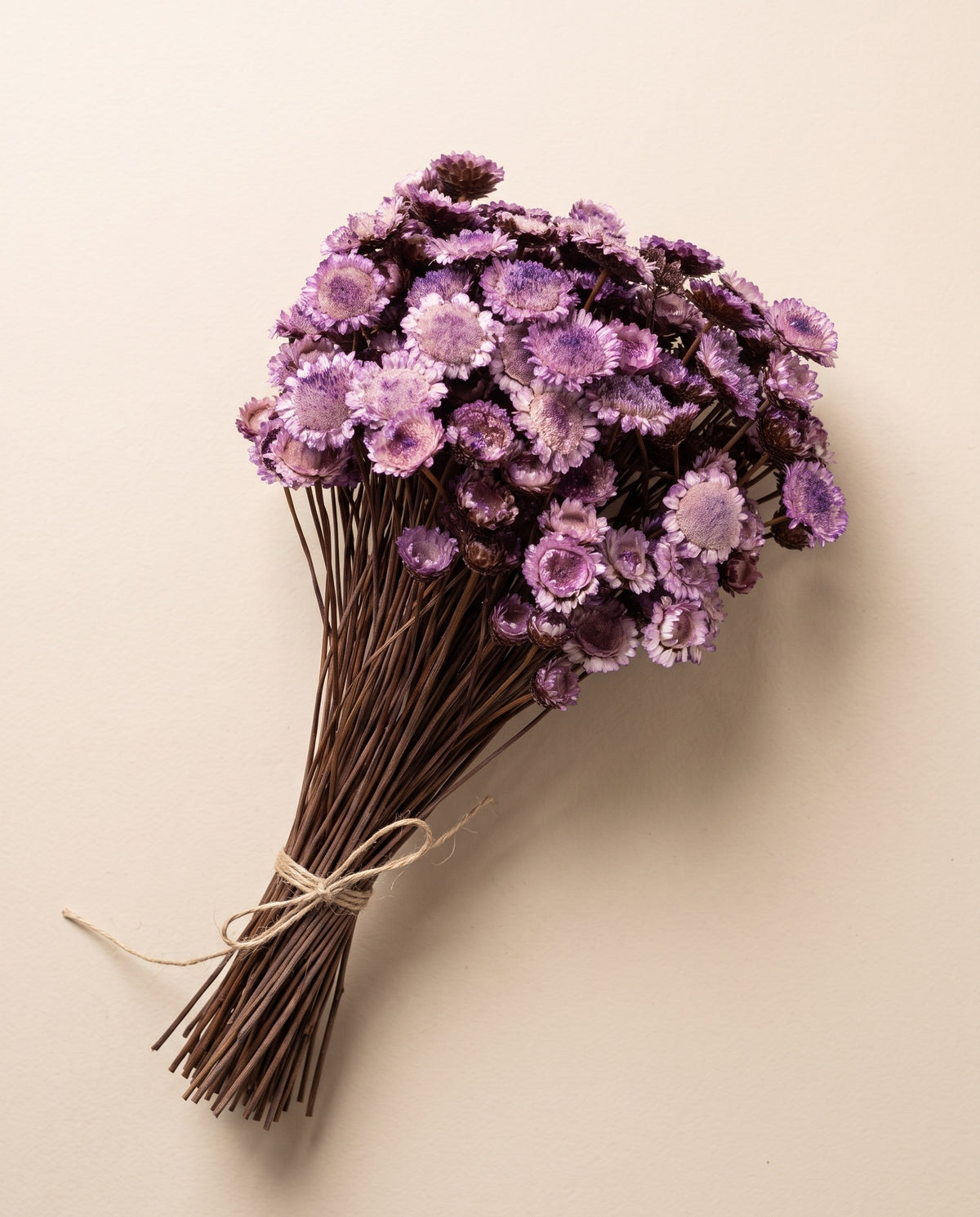 Margaret seca lavanda