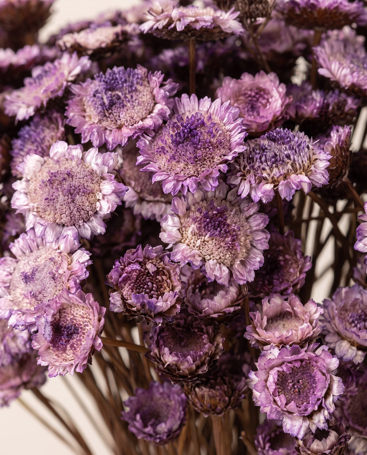 Detalle de cerca de margaret seca lavanda.