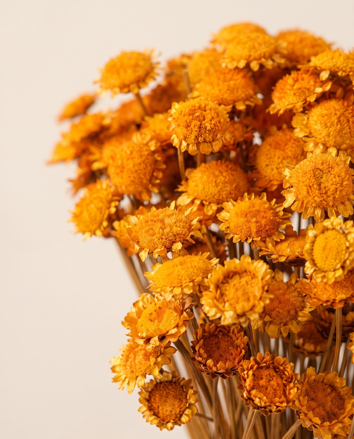 Detalle de cerca de margaret seca naranja.