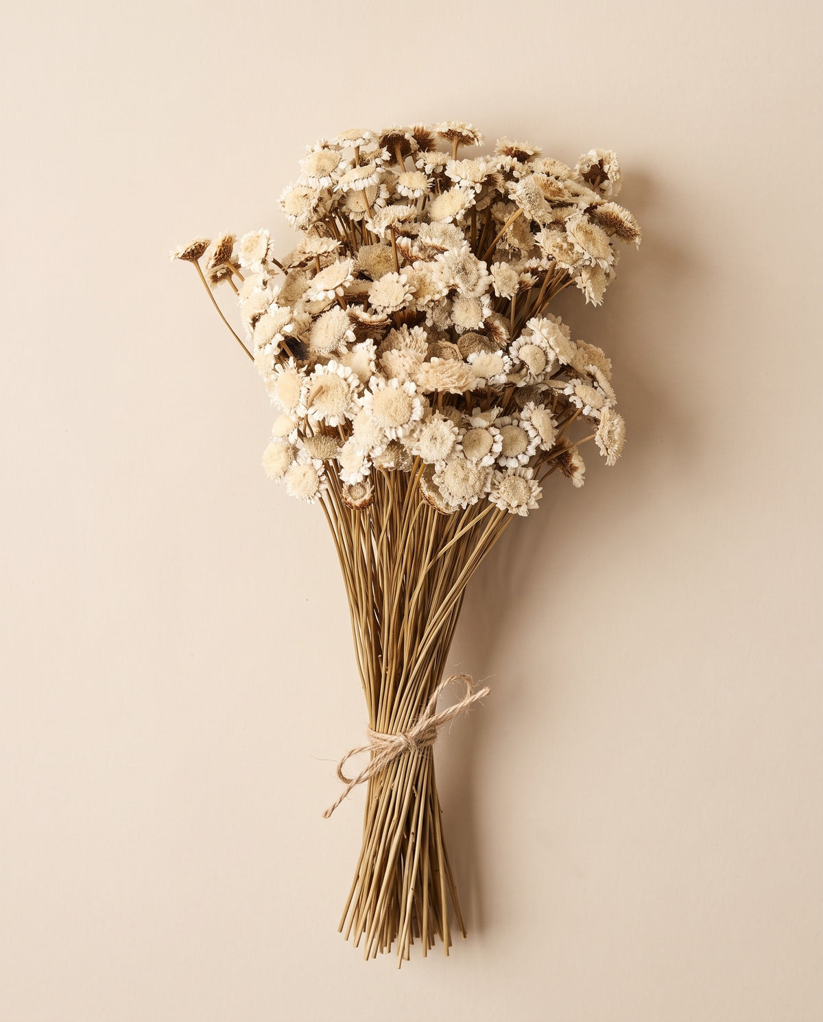 Margaret seca natural